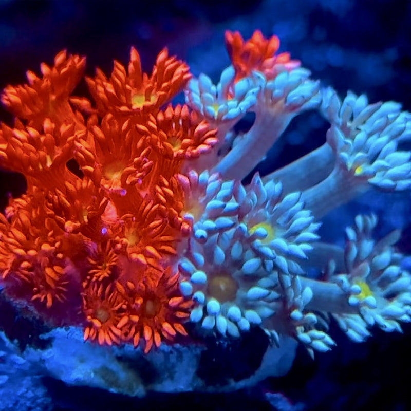 Goniopora