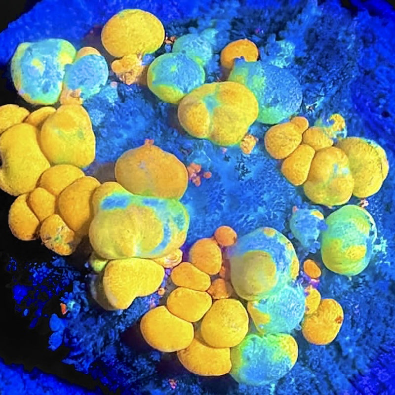 Mushrooms