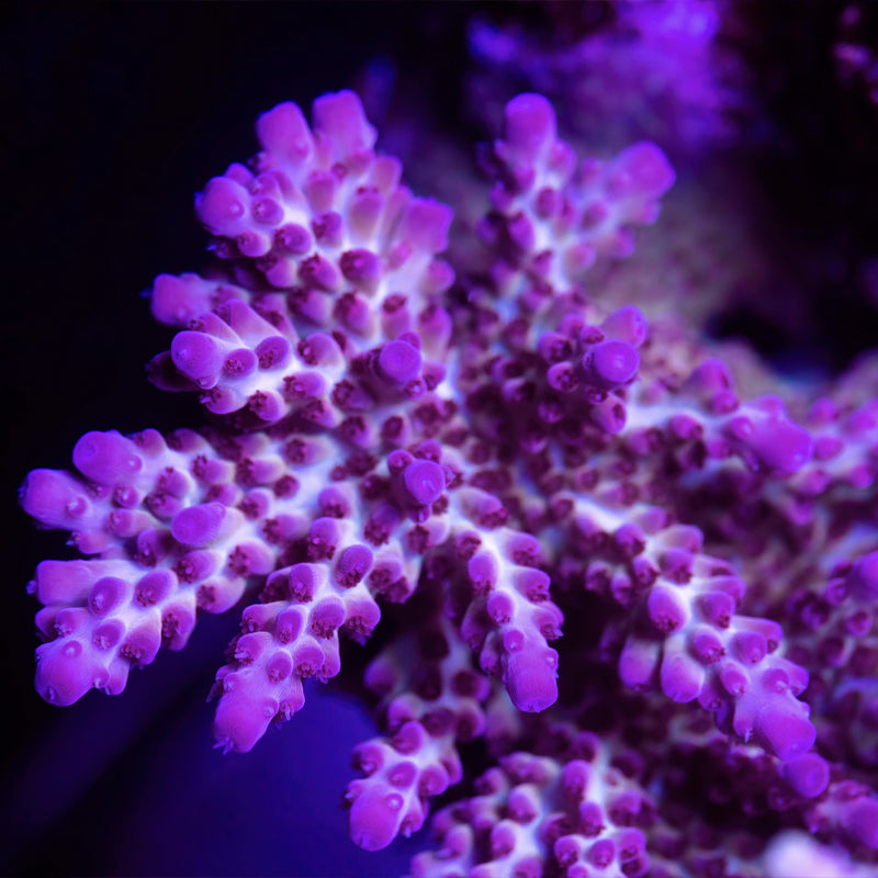 SPS Corals