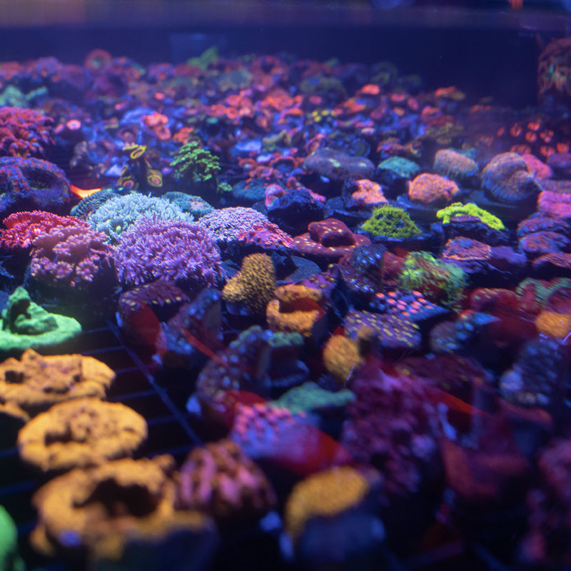 WYSIWYG All Corals