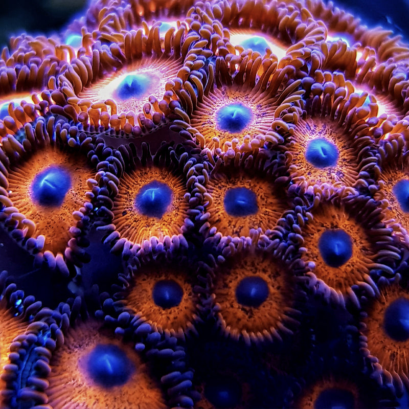 Zoanthids