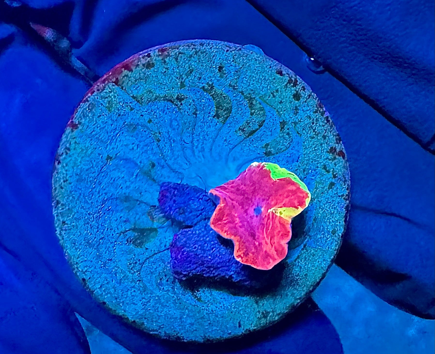 WYSIWYG Eclectus Jawbreaker Mushroom