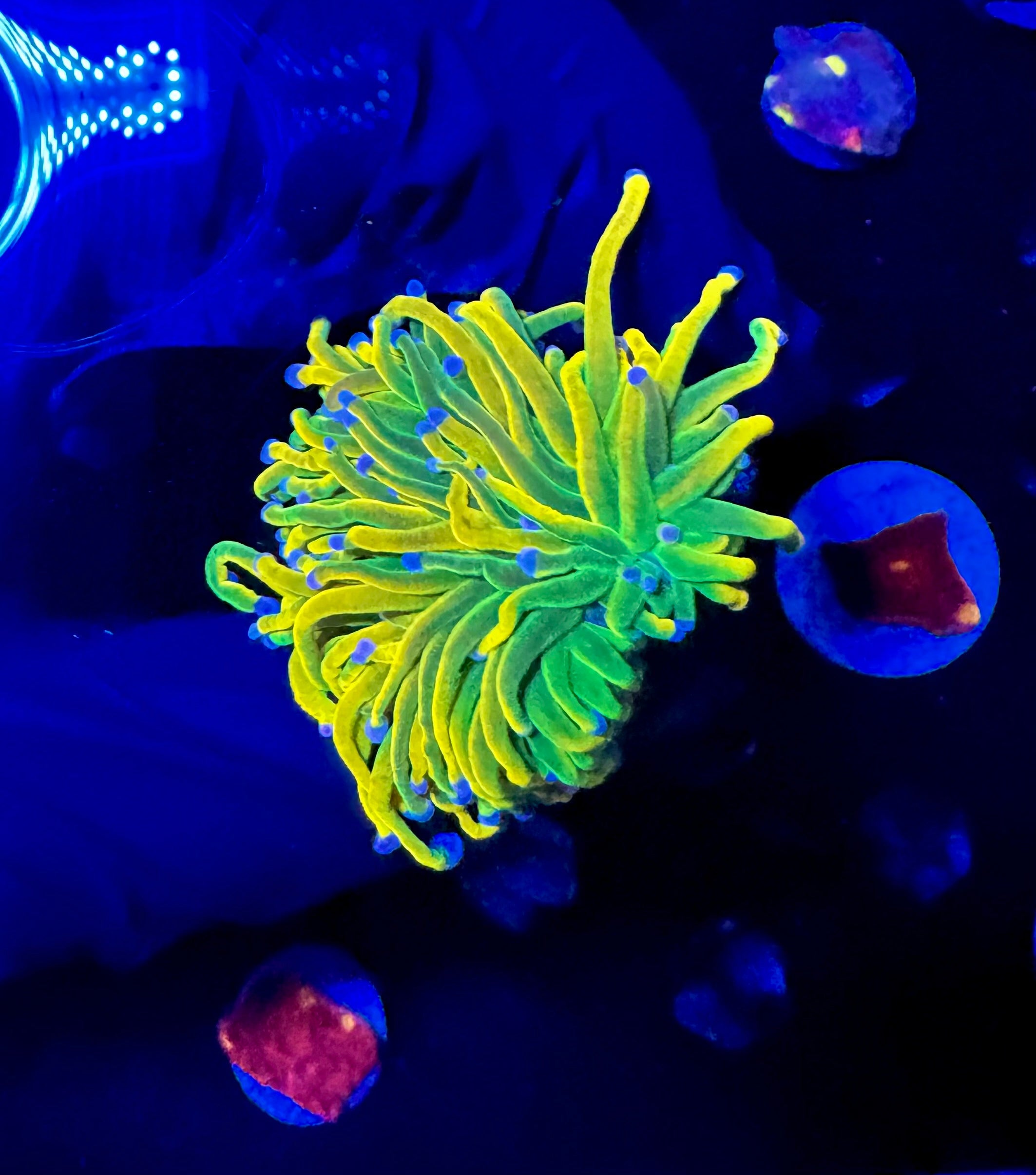 WYSIWYG Highlighter Holy Grail Torch
