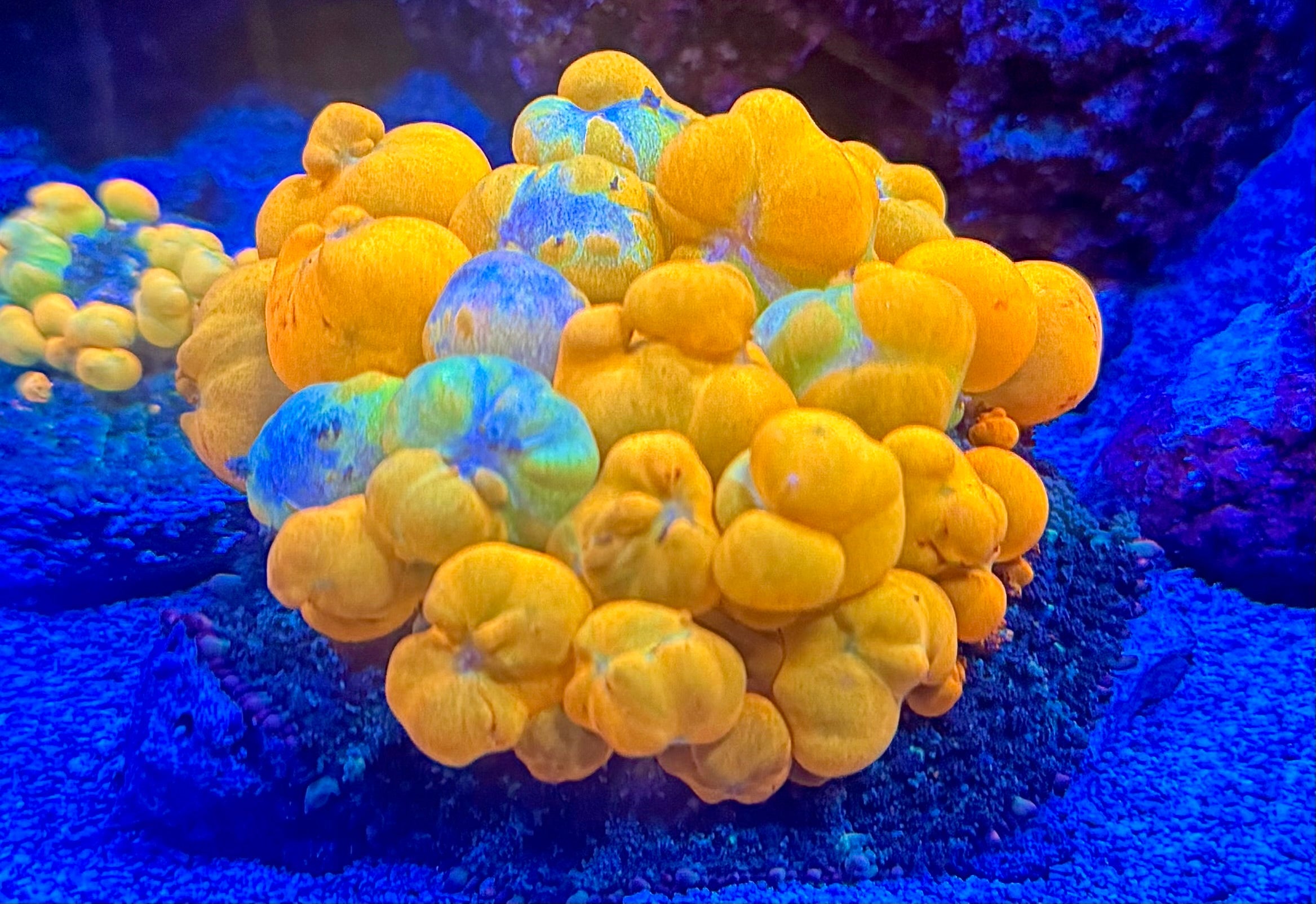 WYSIWYG WWC OG Bounce Mushroom