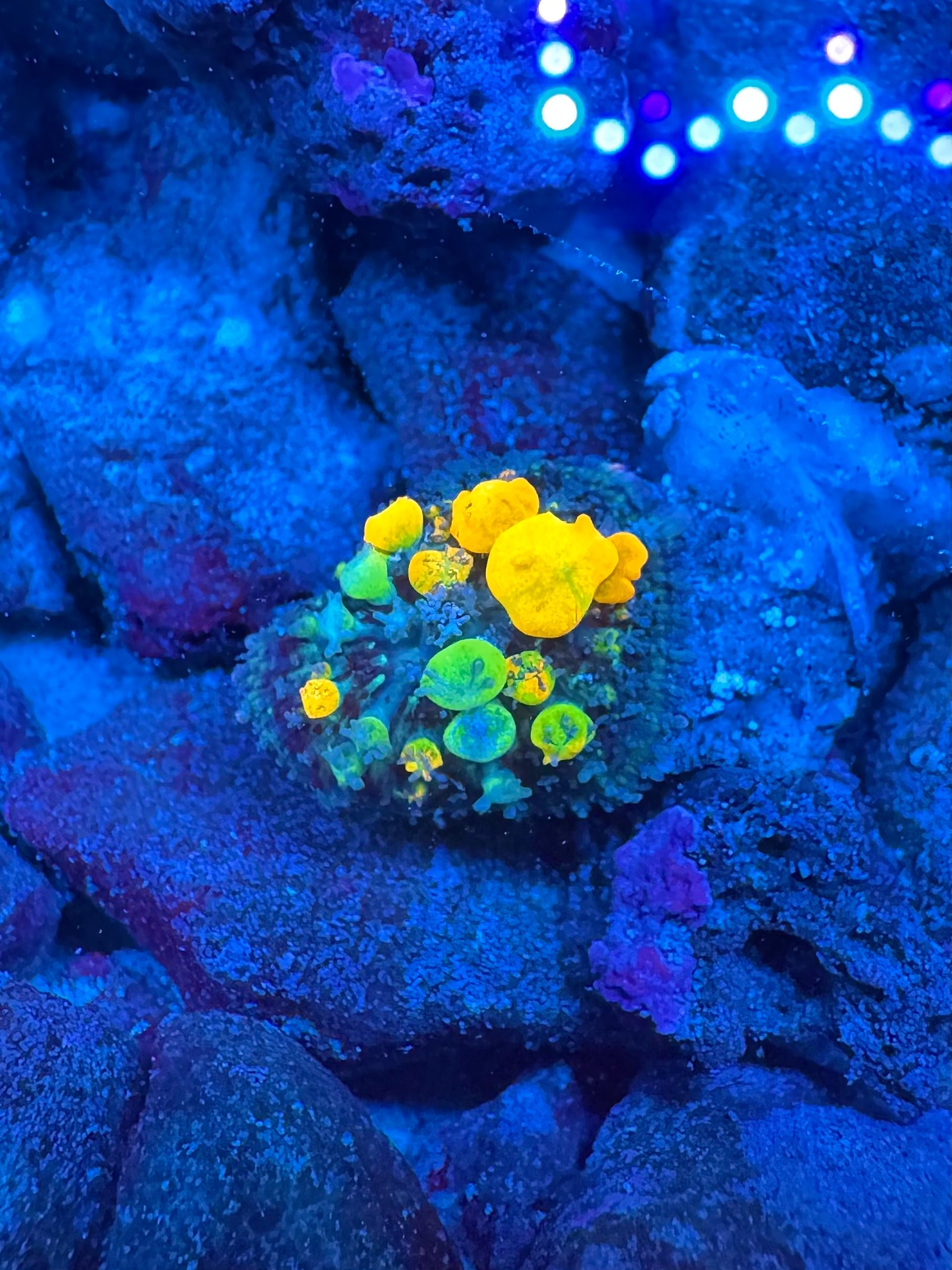 WYSIWYG WWC OG Bounce Mushroom