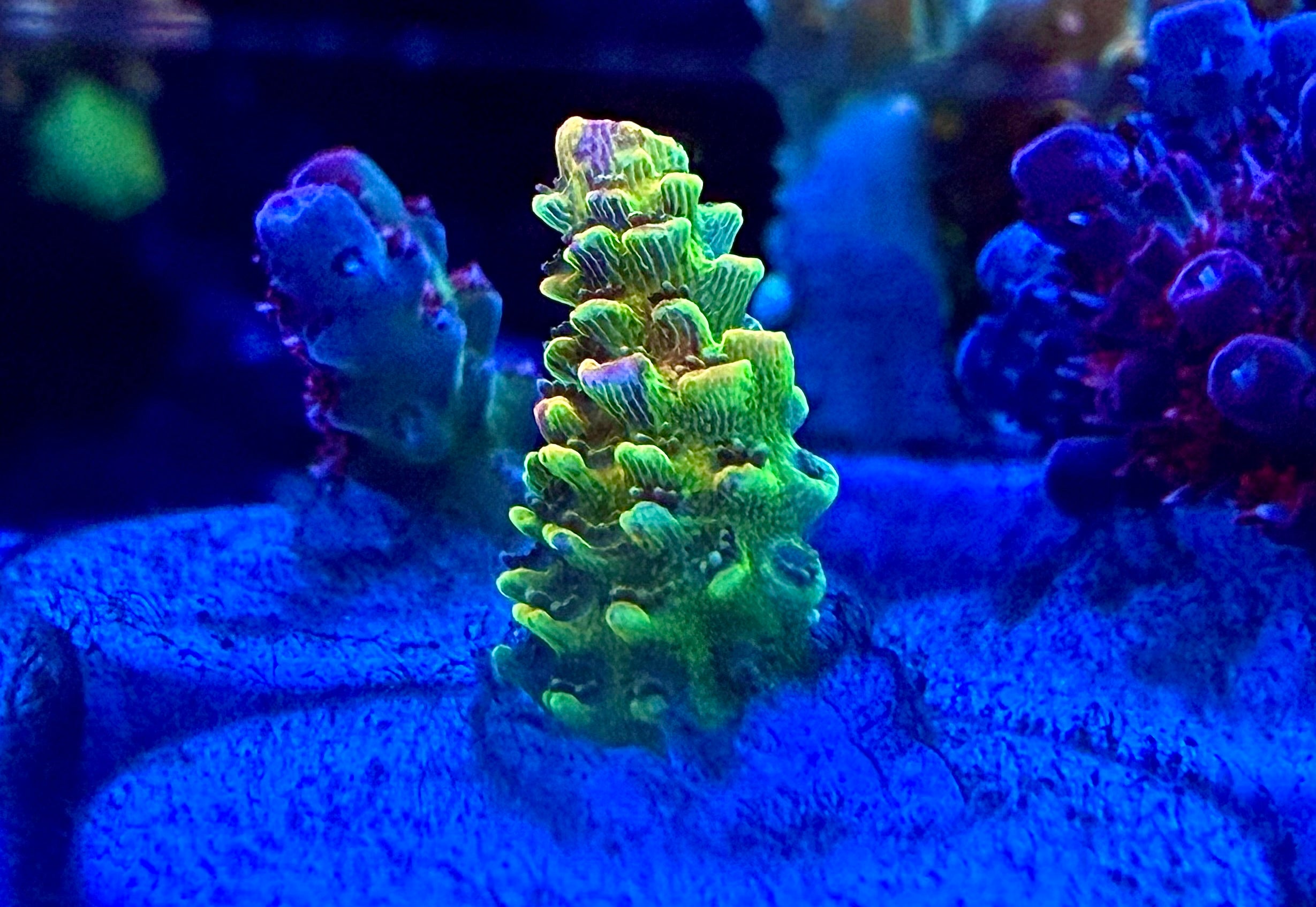 WYSIWYG RRC Rainbow Splice