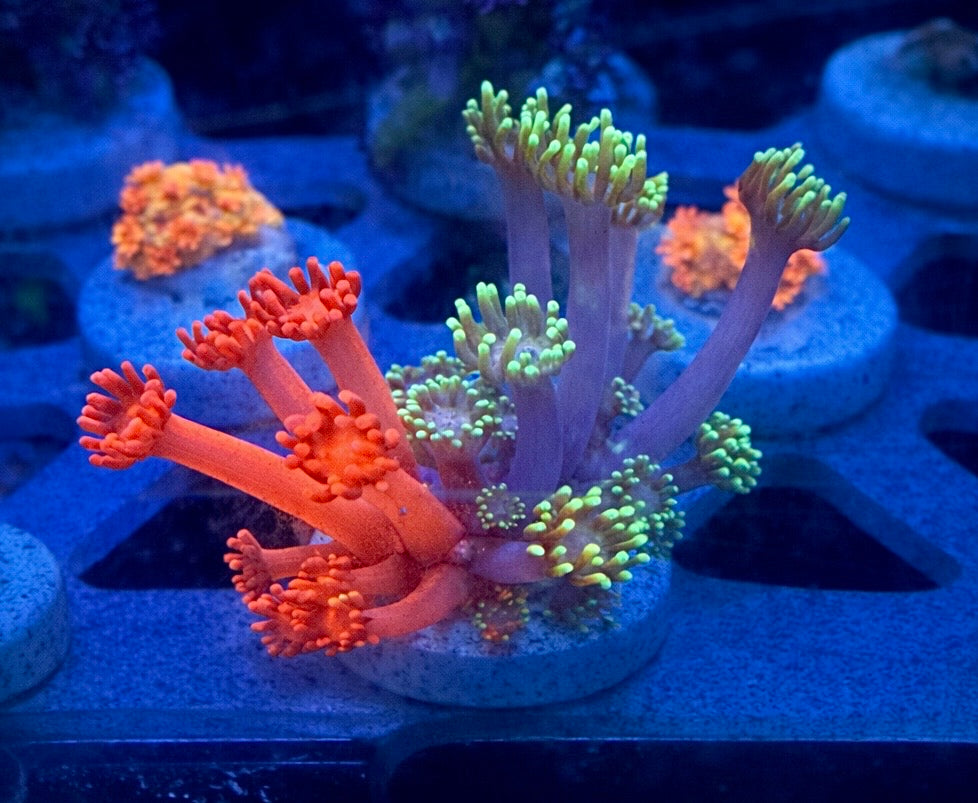WYSIWYG Grafted Polyp Goni