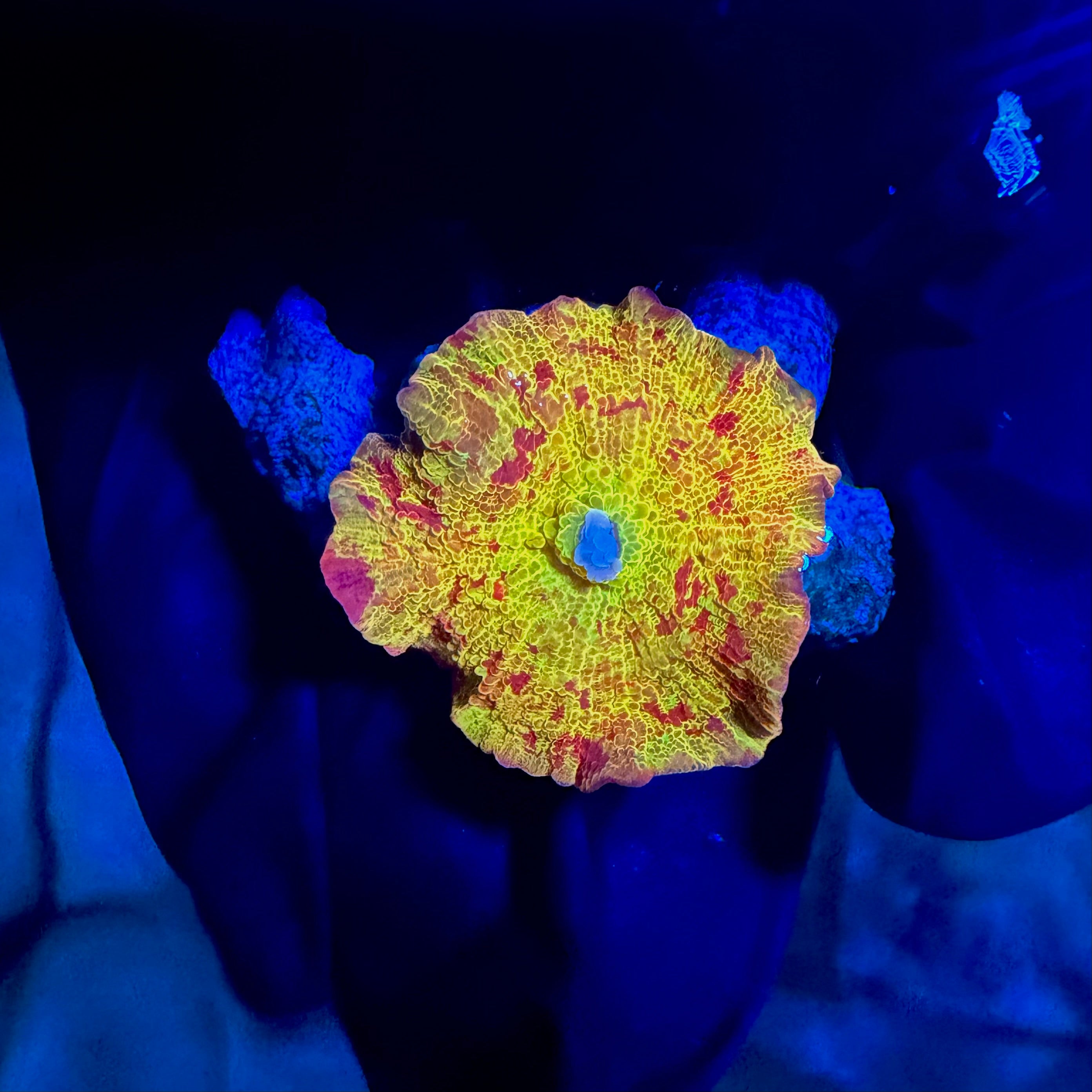 WYSIWYG Multi Colored Jawbreaker Mushroom