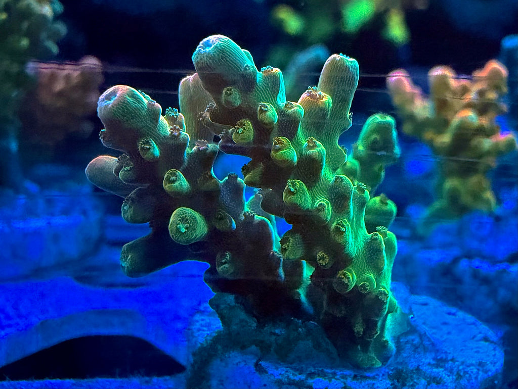 WYSIWYG Emerald Crown Tenuis