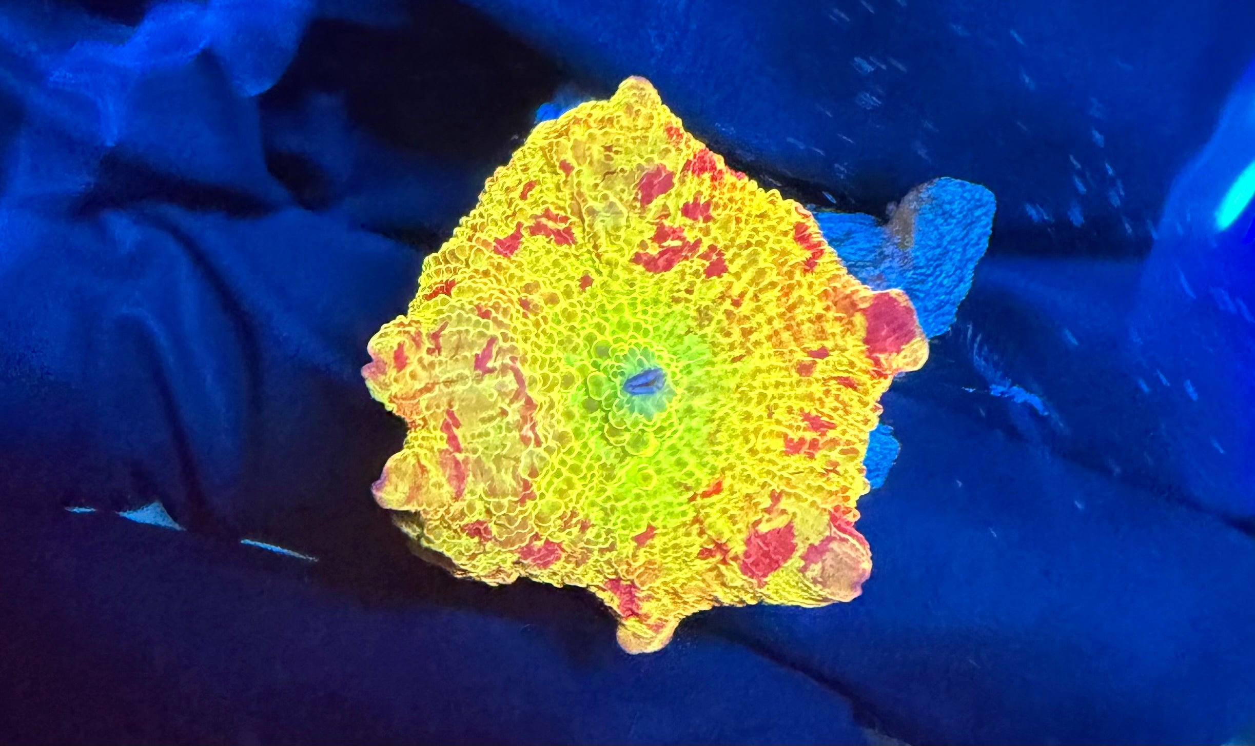 WYSIWYG Multi Colored Jawbreaker Mushroom