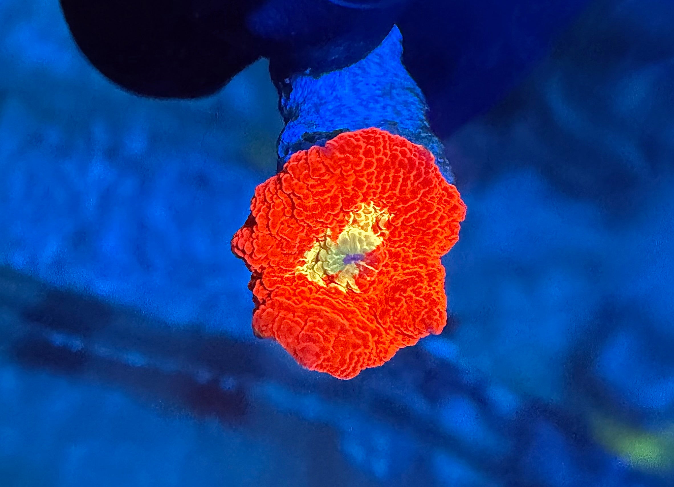 WYSIWYG Multi Colored Jawbreaker Mushroom