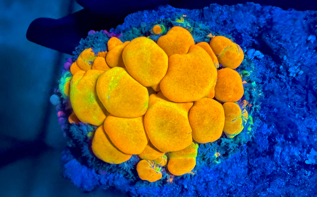 WYSIWYG WWC OG Bounce Mushroom