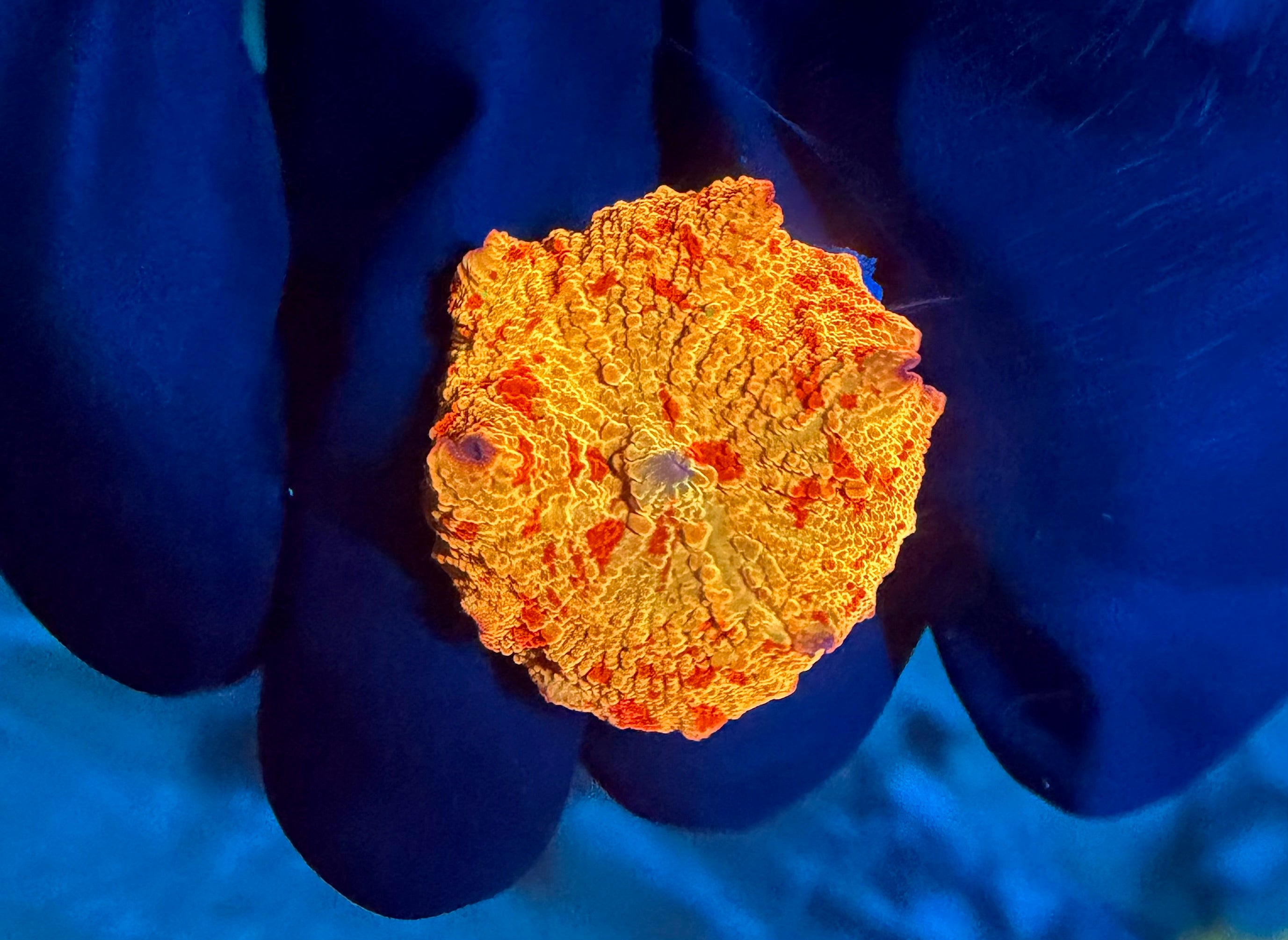 WYSIWYG Multi Colored Jawbreaker Mushroom