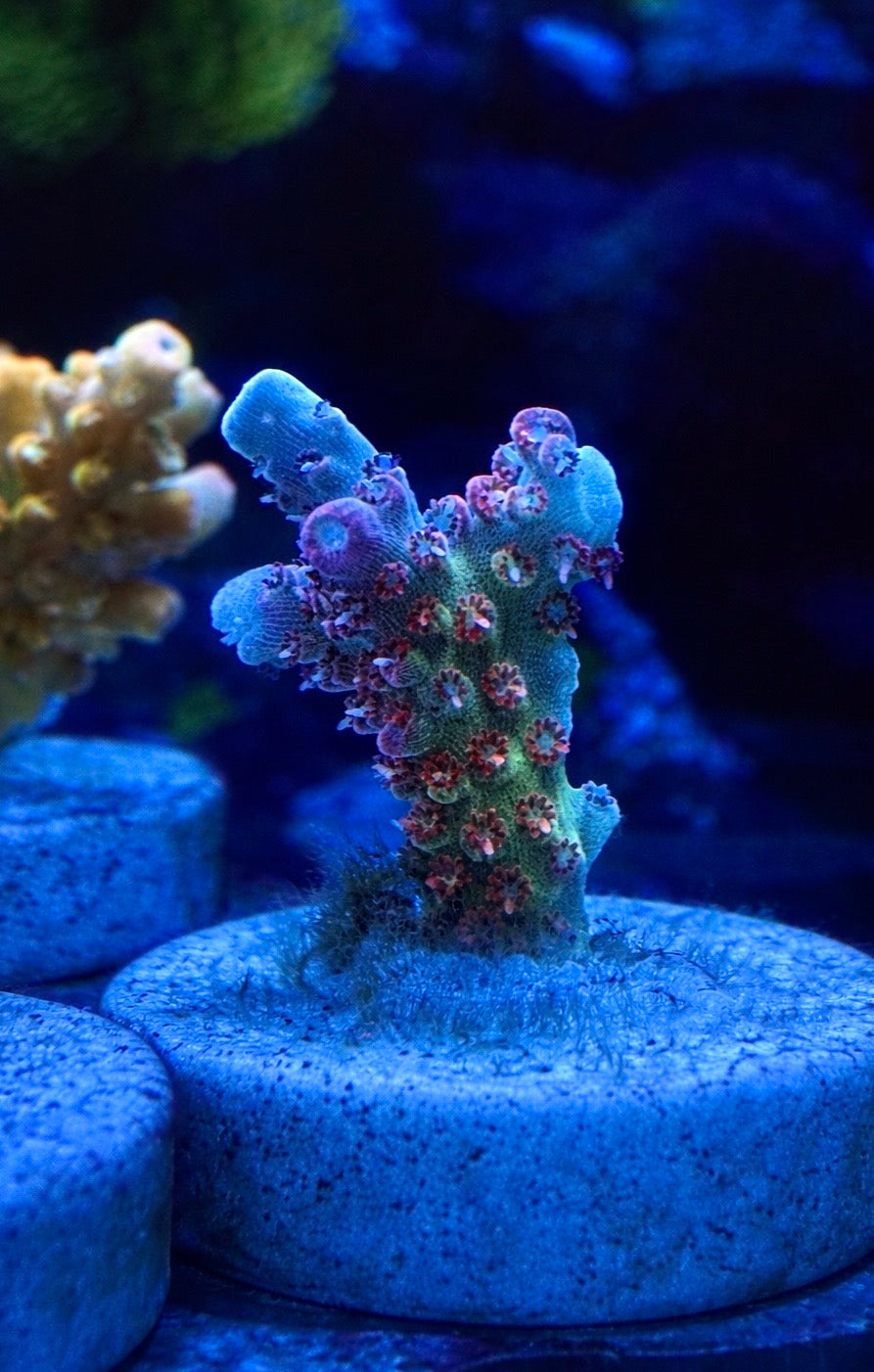 WYSIWYG Atomic Sunrise Tenuis