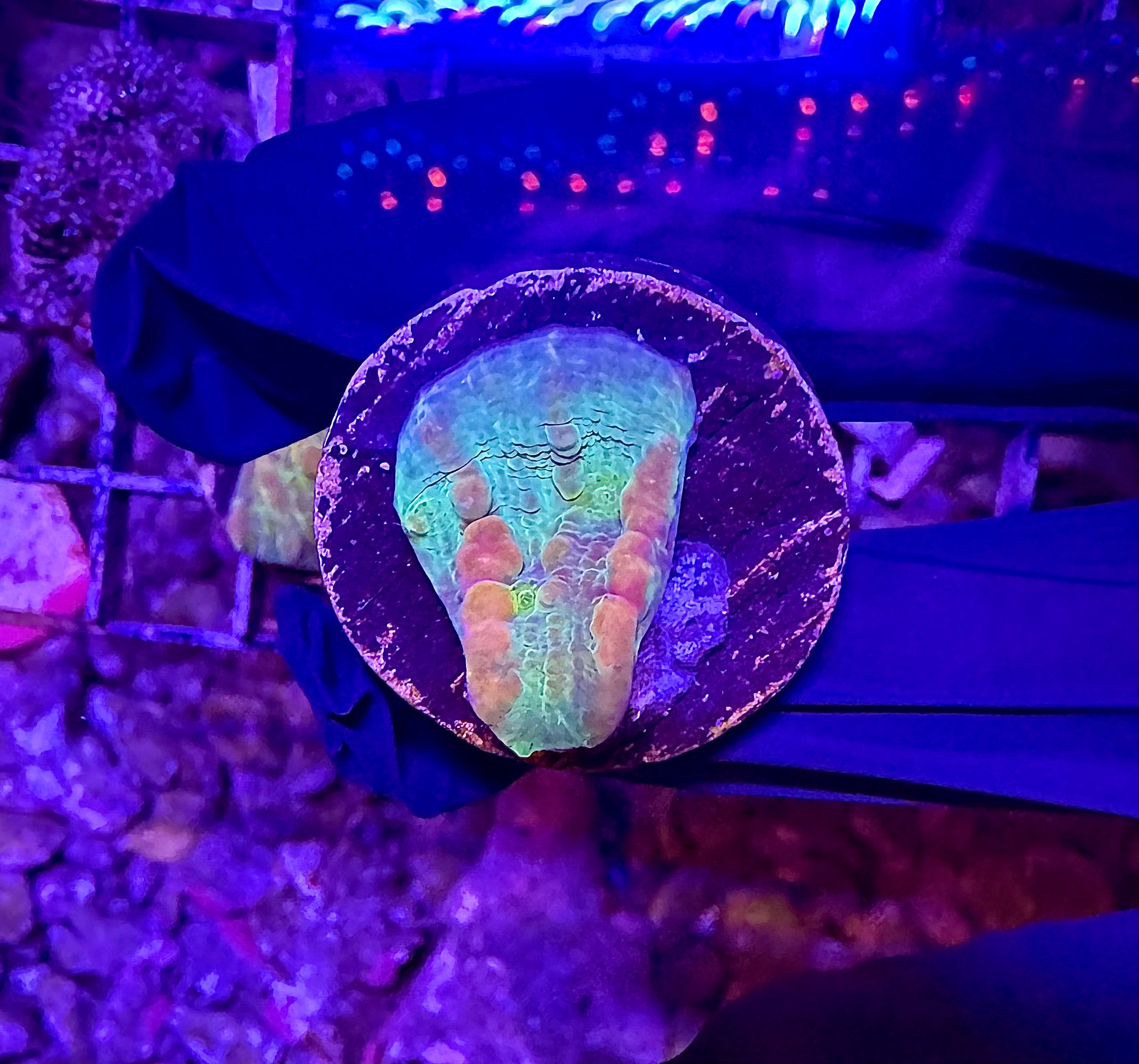 WYSIWYG Rainbow Bounce Chalice
