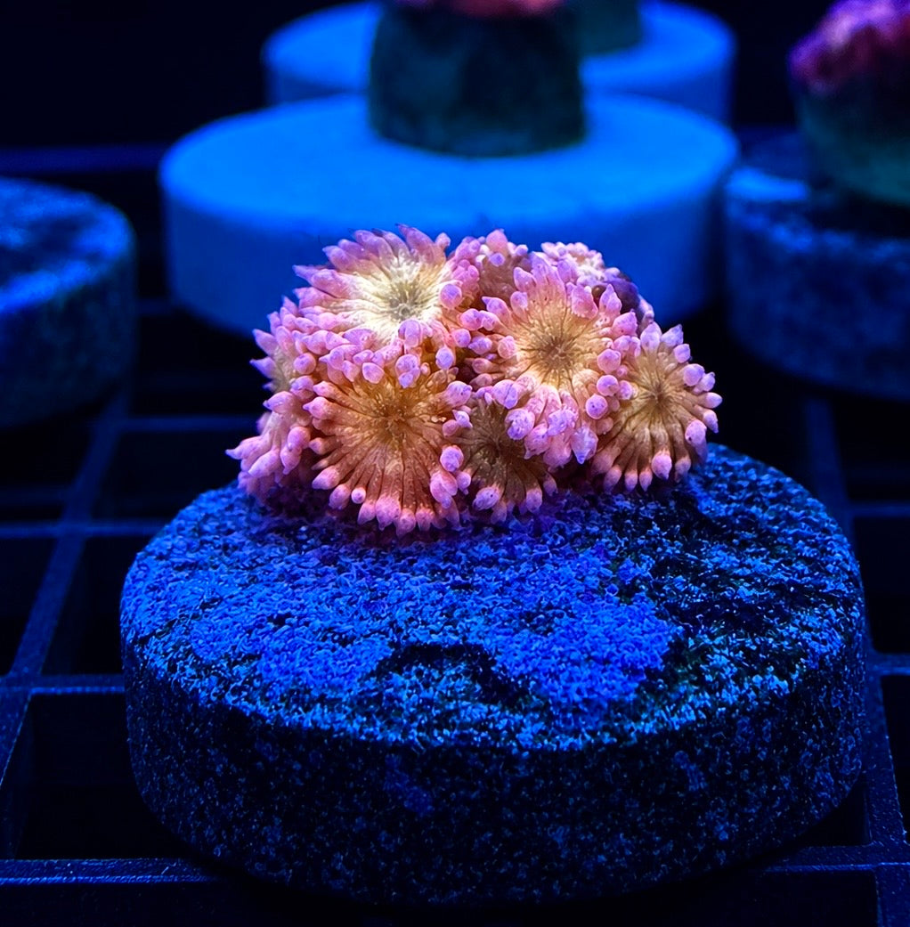 WYSIWYG TankCandy Rainbow Glitter Goniopora Large Frag