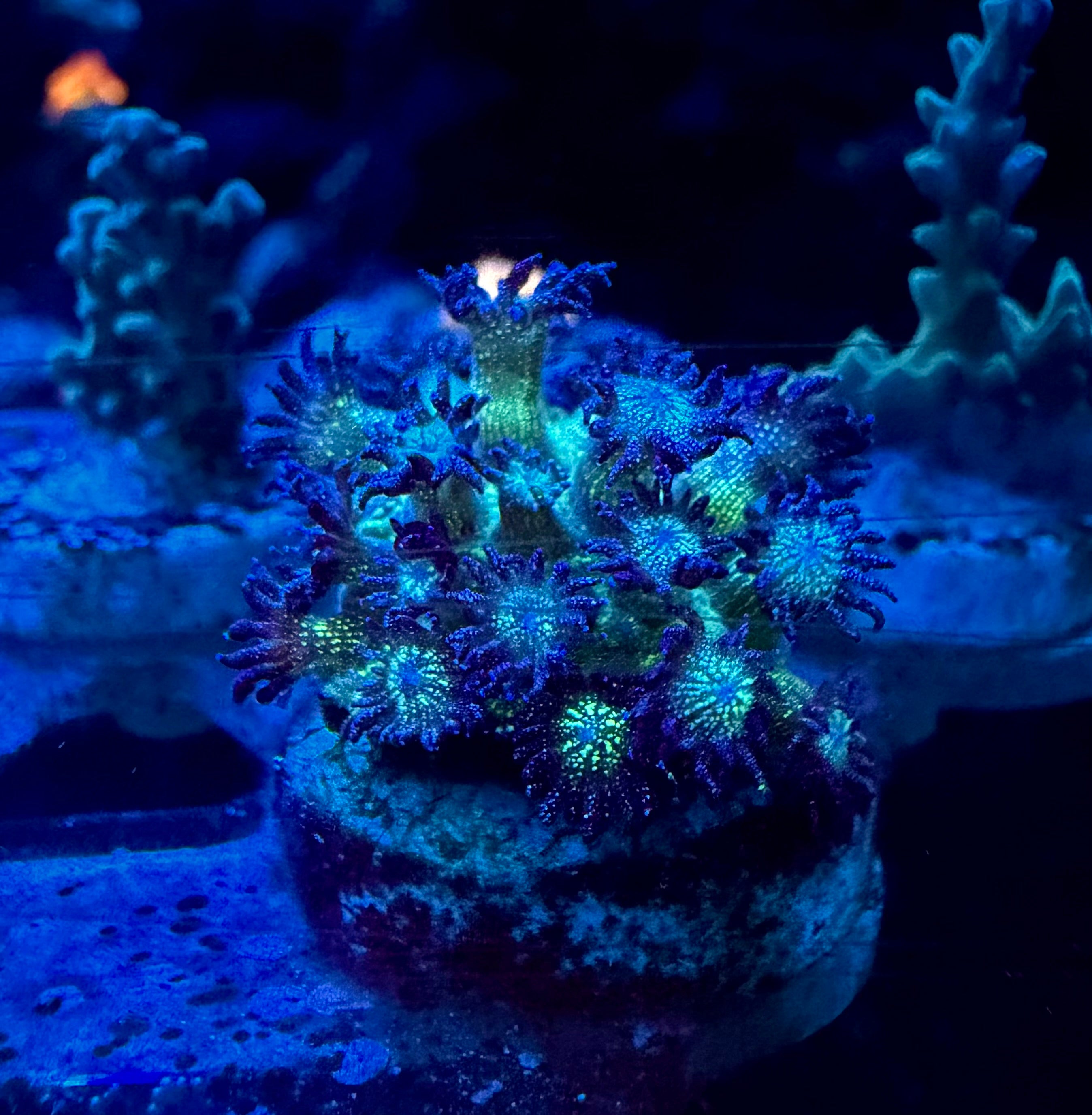 WYSIWYG Blue Glitter Goni