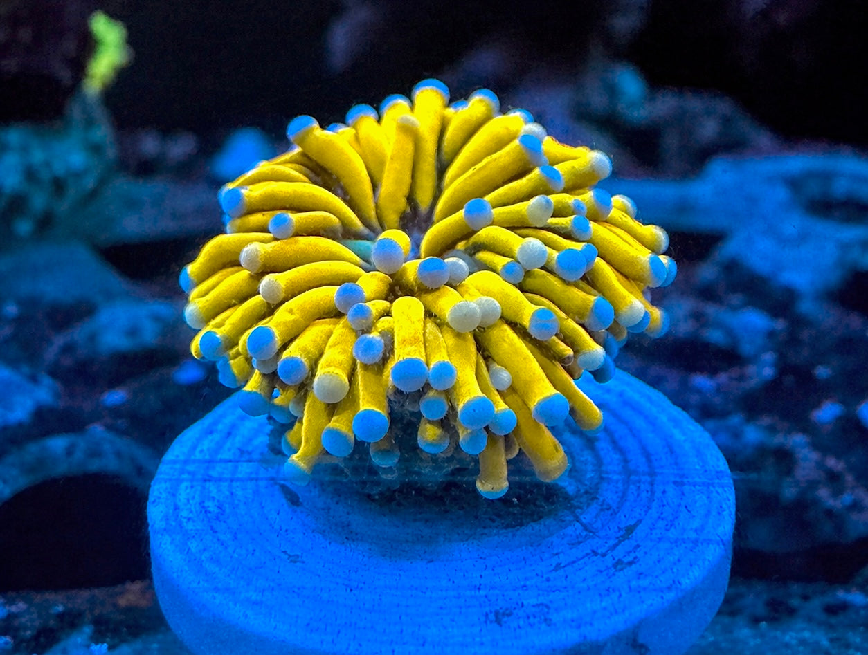WYSIWYG Banana Holy Grail
