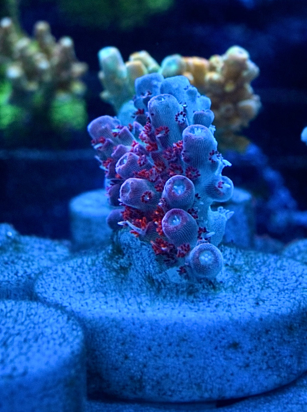 WYSIWYG Atomic Sunrise Tenuis