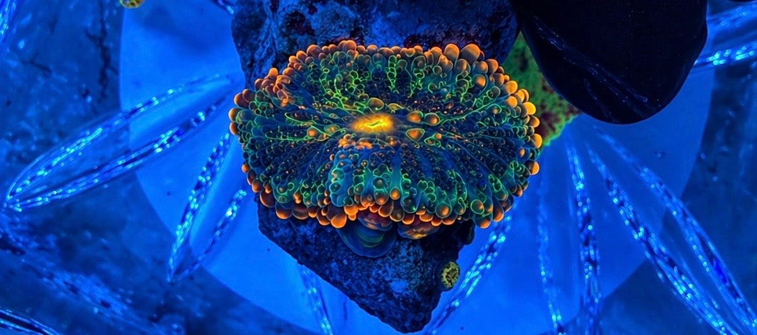 WYSIWYG Godzilla Bounce Mushroom & Baby Godzilla