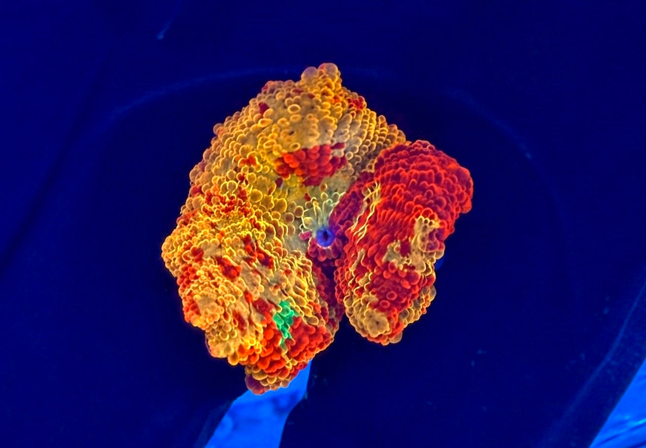 WYSIWYG Multi Colored Jawbreaker Mushroom