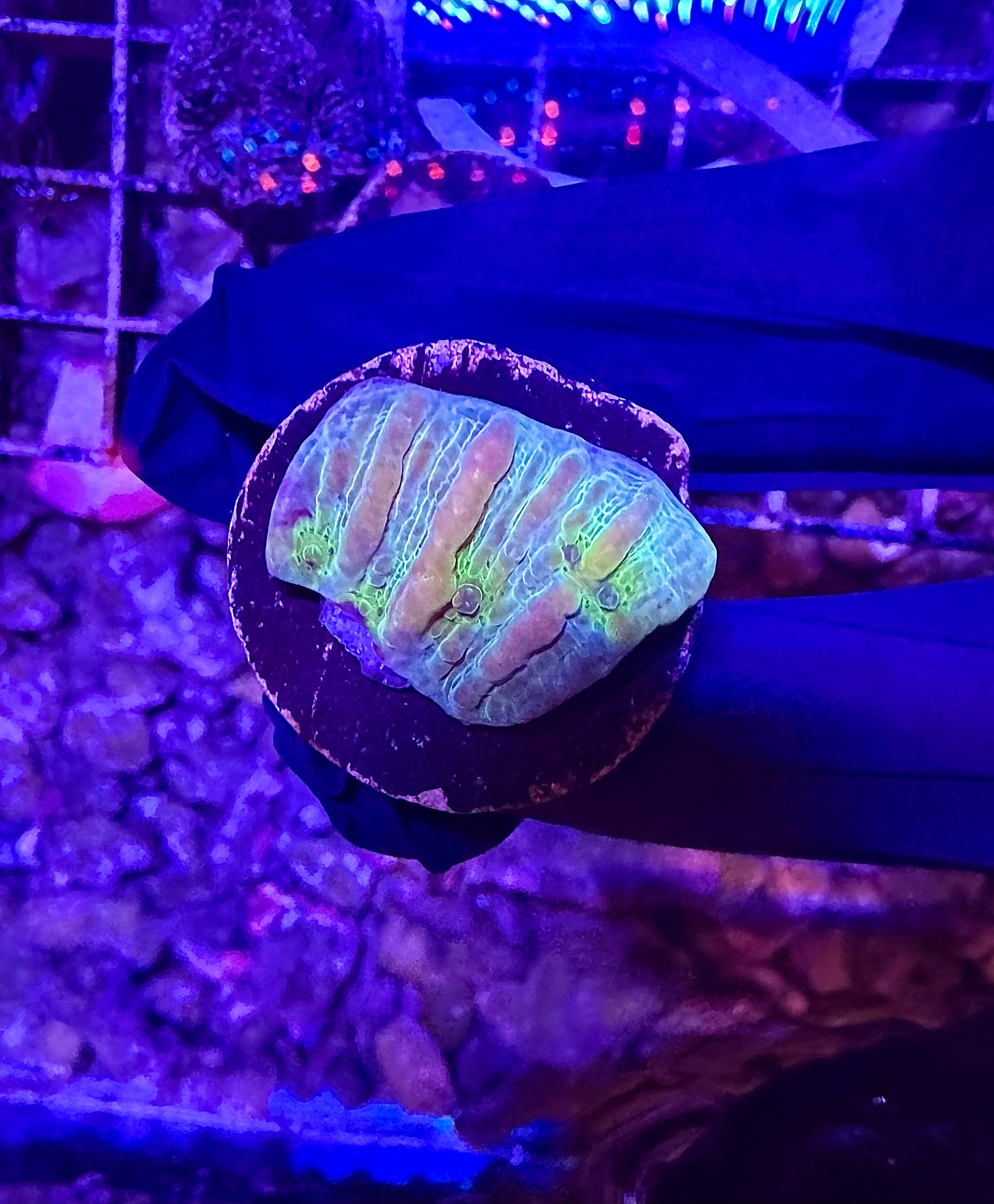 WYSIWYG Rainbow Bounce Chalice
