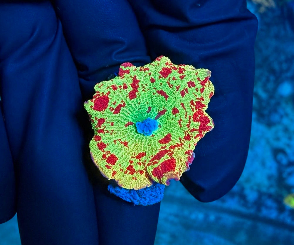 WYSIWYG Multi Colored Jawbreaker Mushroom