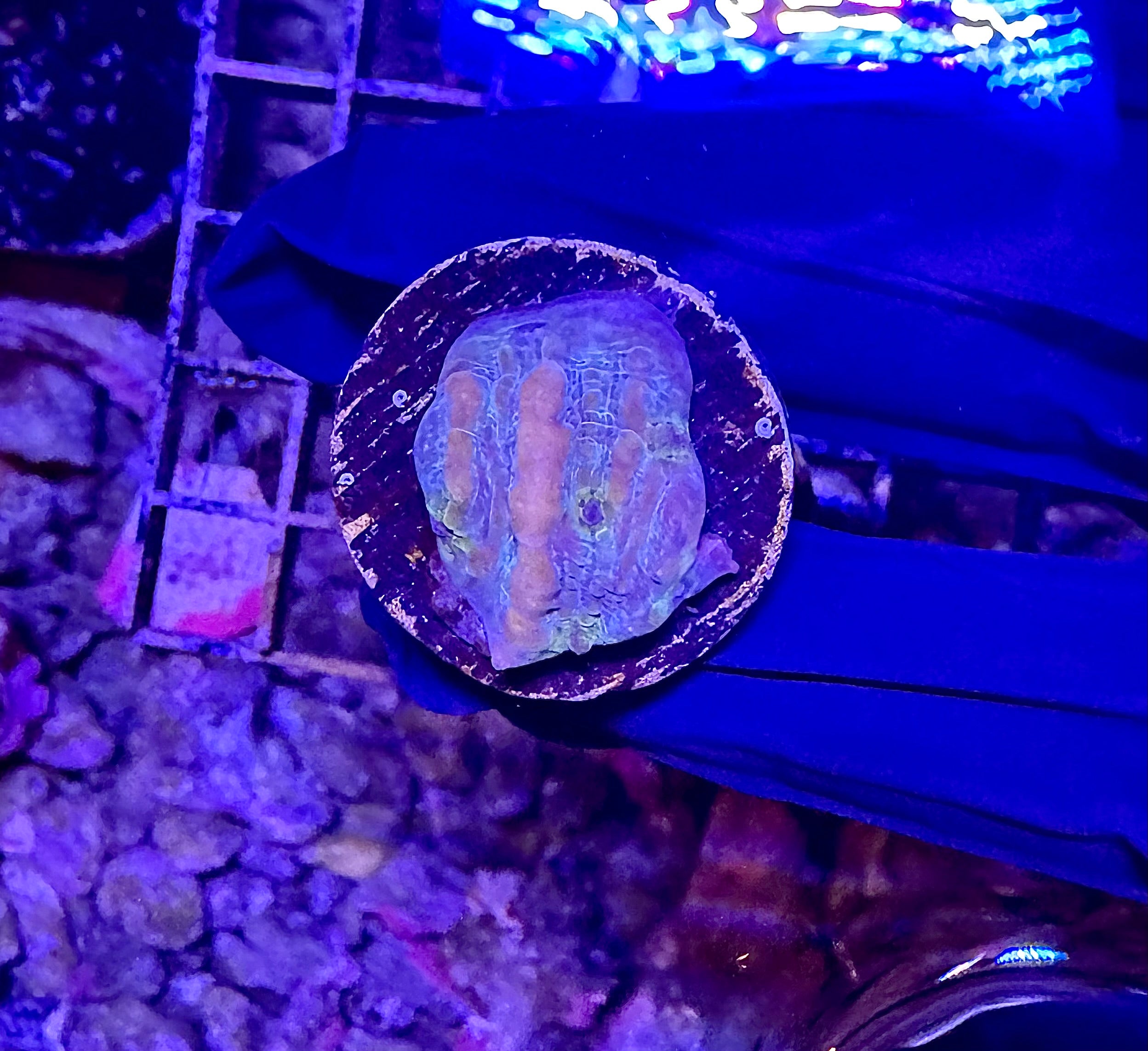 WYSIWYG Frankenstein Bounce Chalice