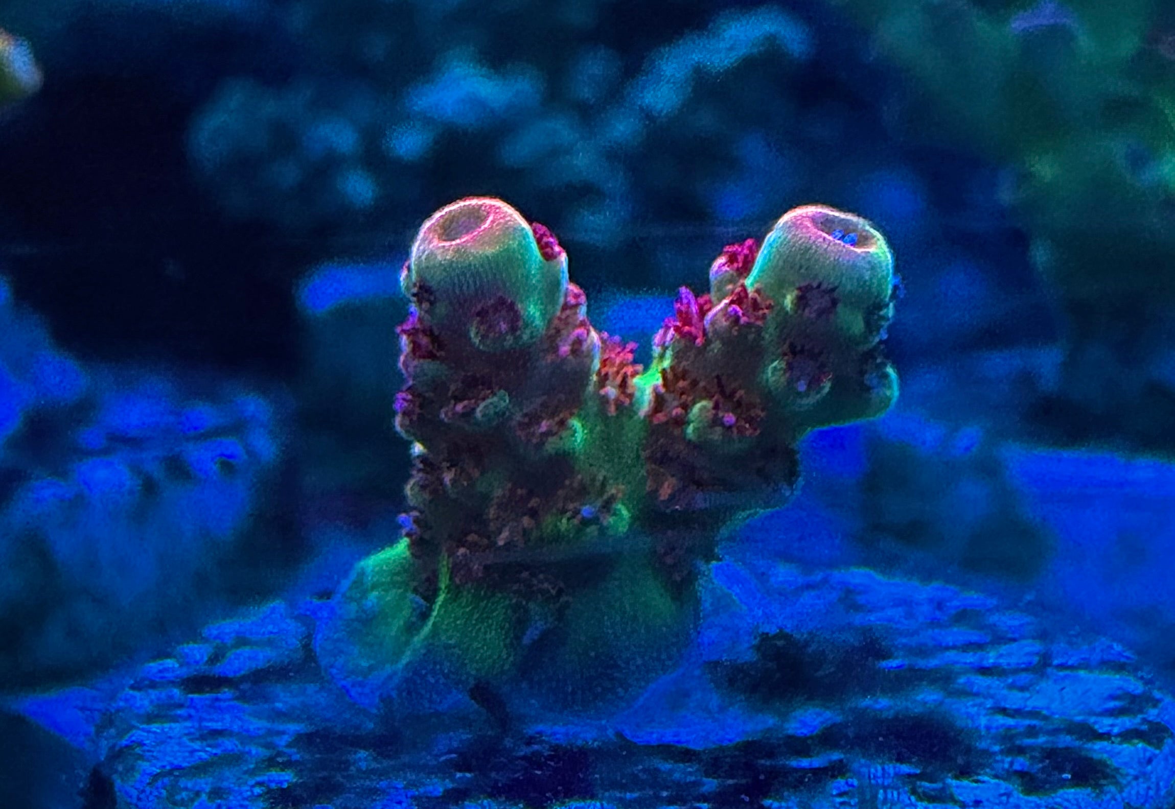 WYSIWYG Atomic Sunrise Tenuis