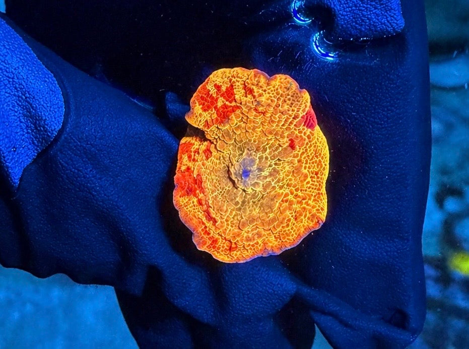 WYSIWYG Multi Colored Jawbreaker Mushroom