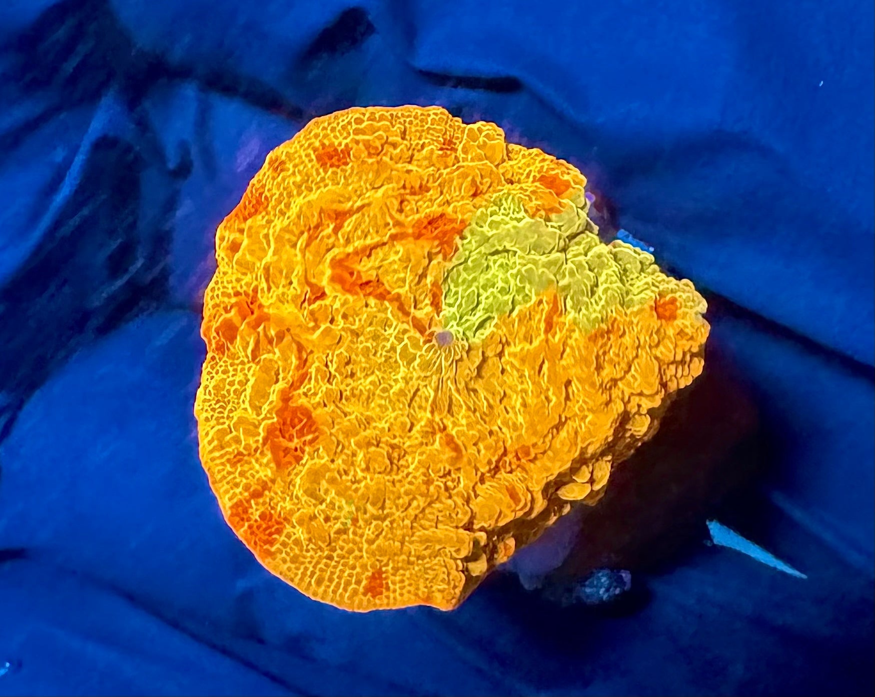 WYSIWYG Andres Ultimate Jawbreaker Mushroom