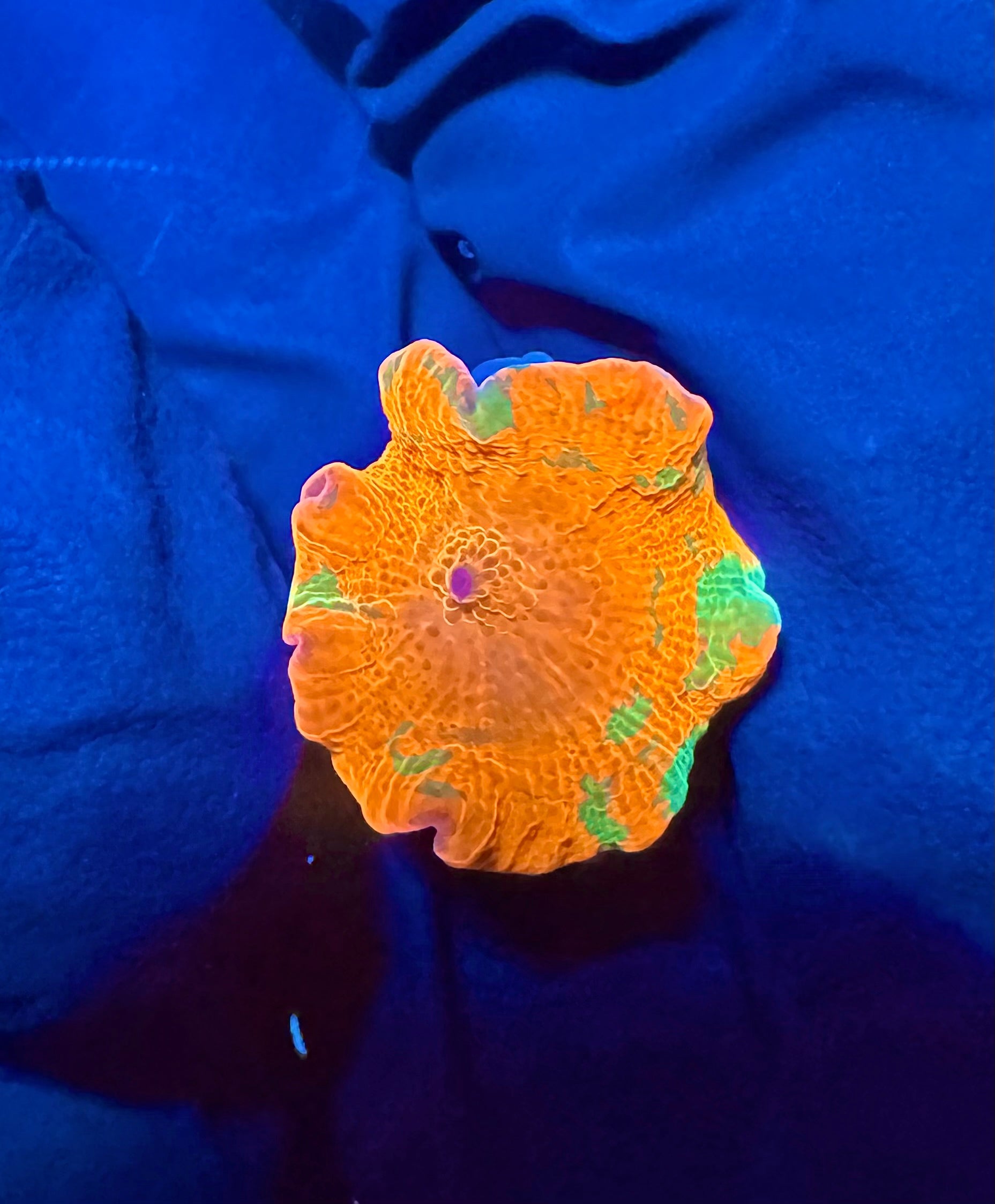 WYSIWYG Candy Crush Mushroom