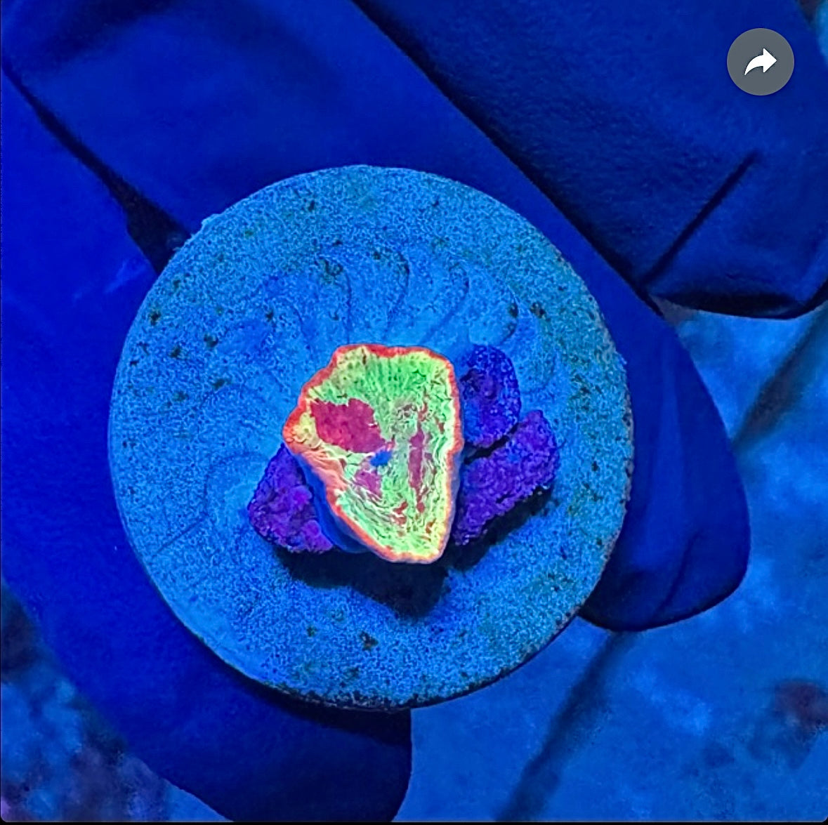 WYSIWYG Eclectus Jawbreaker Mushroom