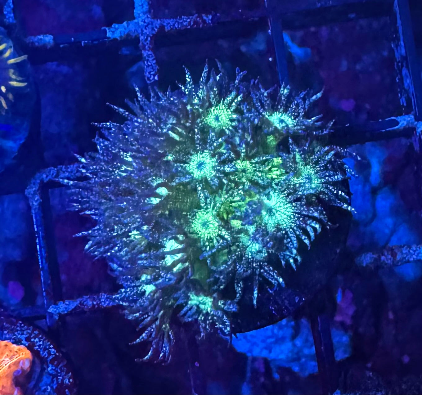 WYSIWYG Glitter Bomb Goniopora