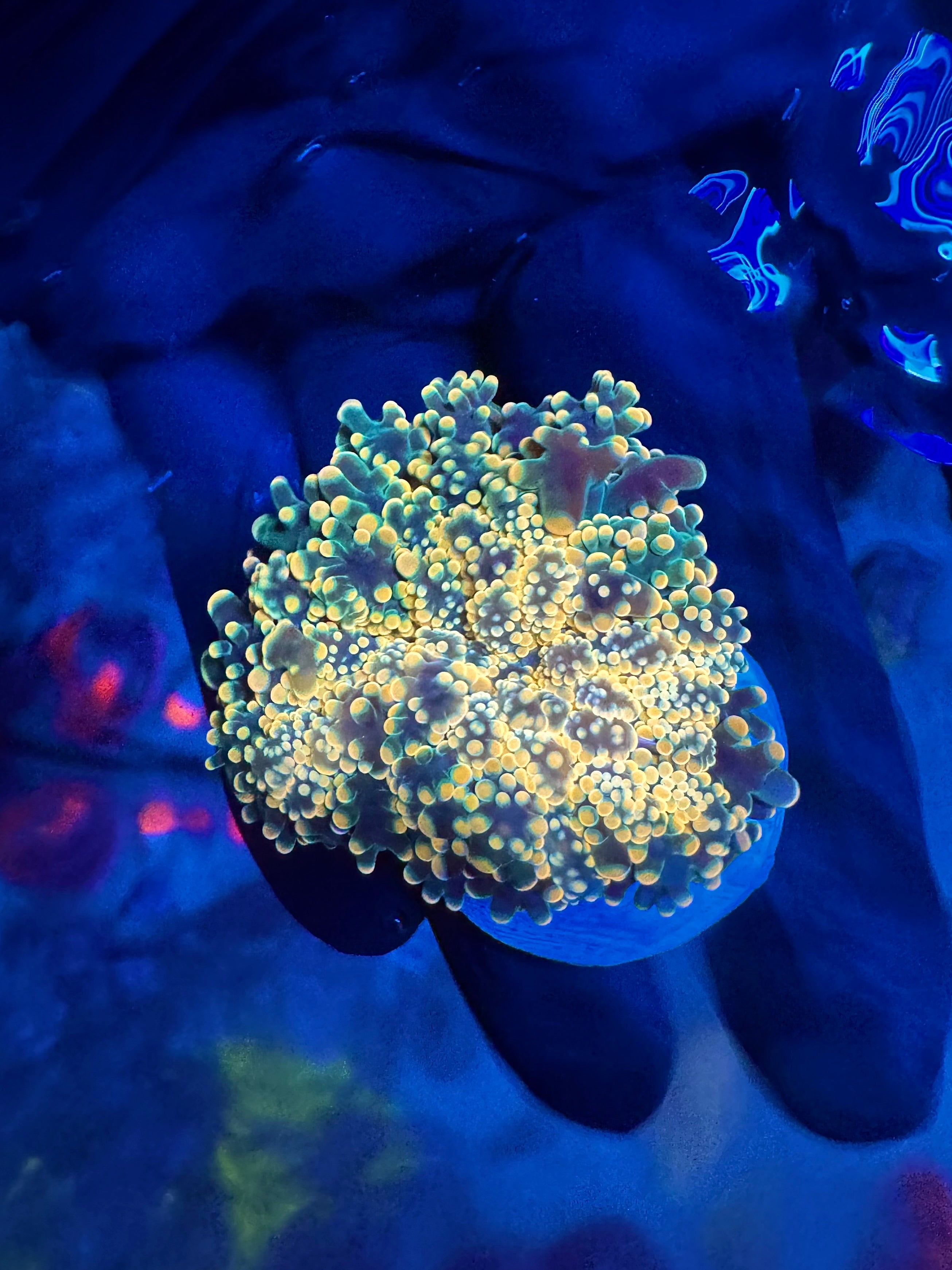 WYSIWYG Golden Glow Frogspawn