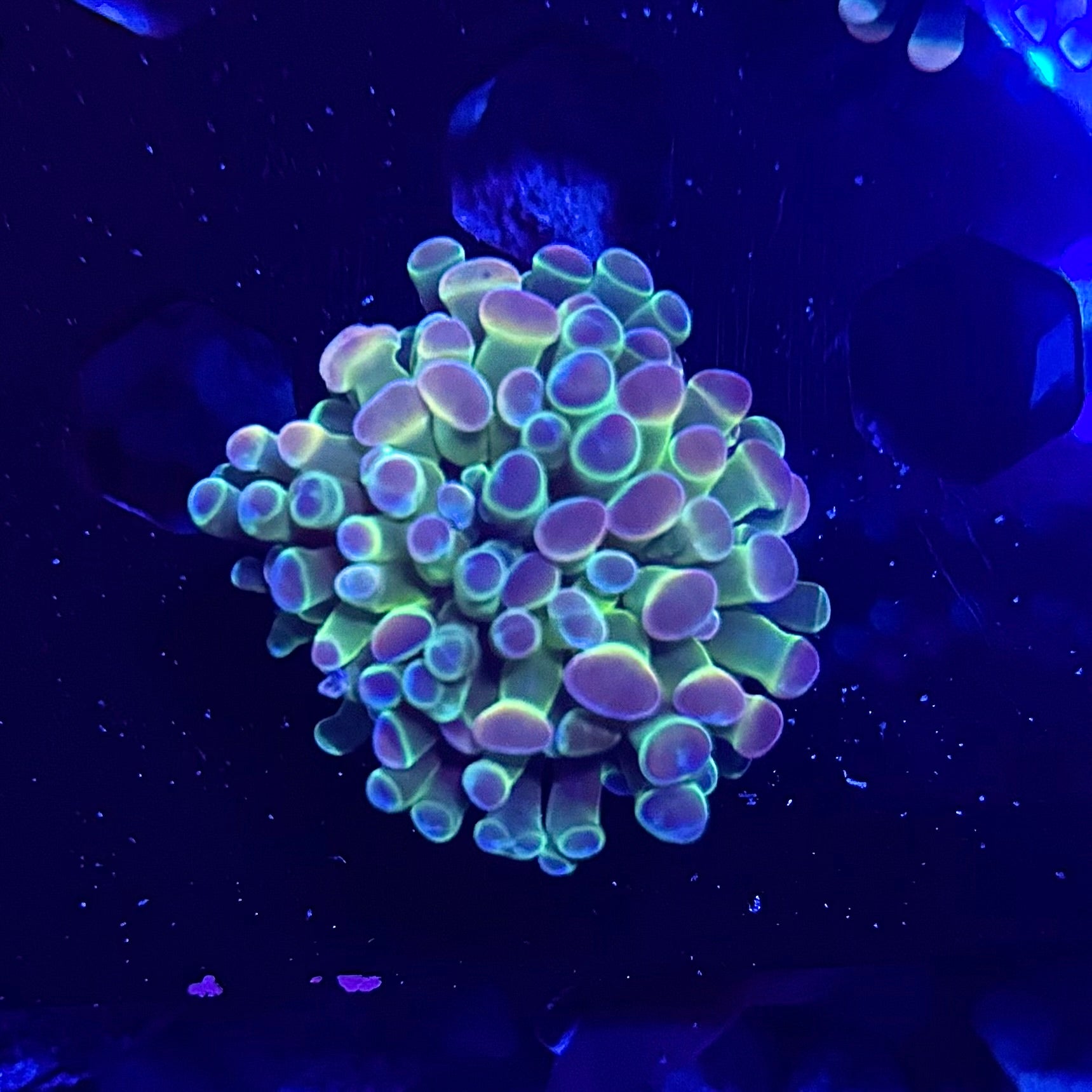 WYSIWYG Hologram Hammer