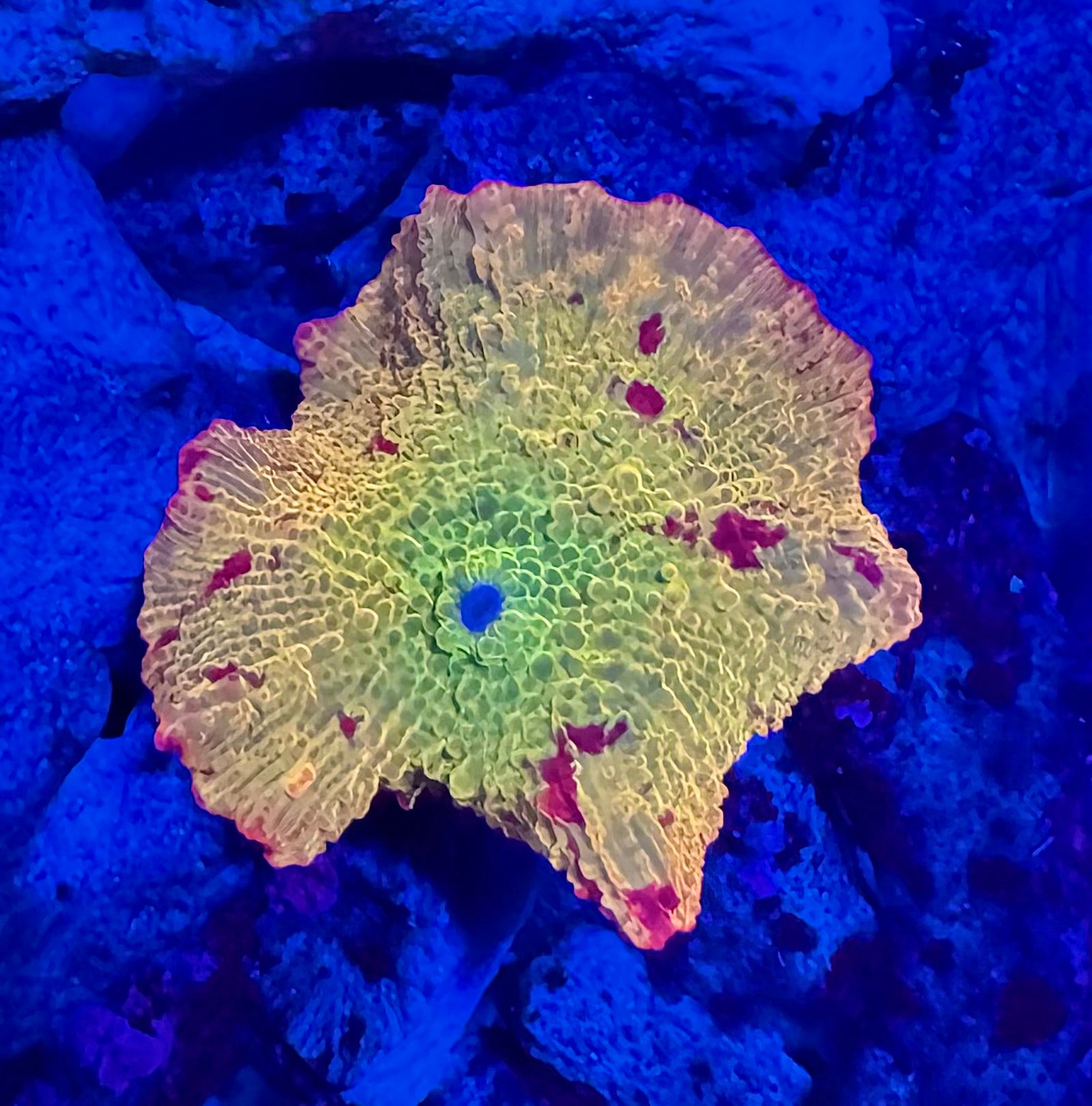 WYSIWYG Multi Colored Jawbreaker Mushroom