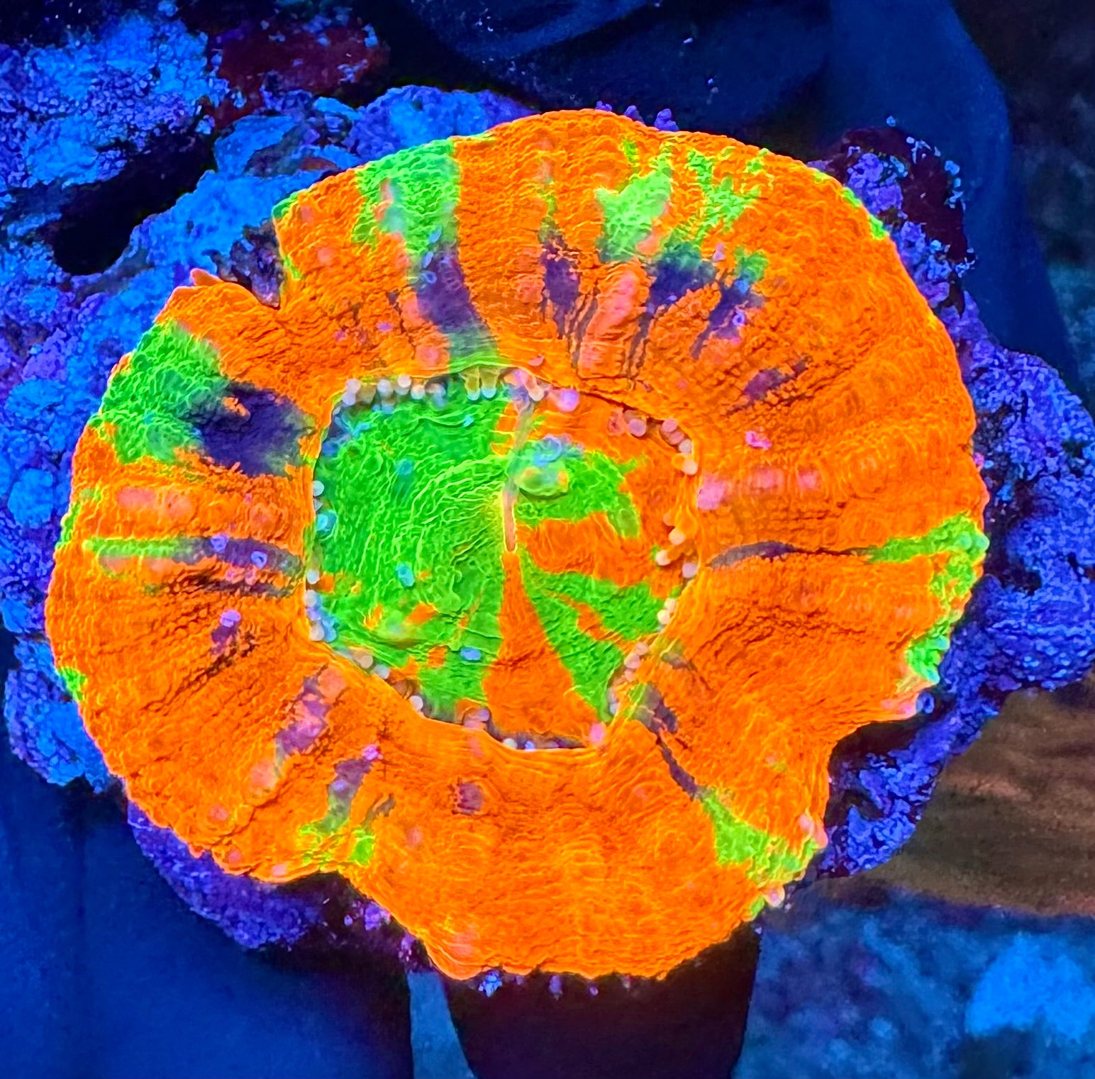 WYSIWYG Multi Colored Scolymia