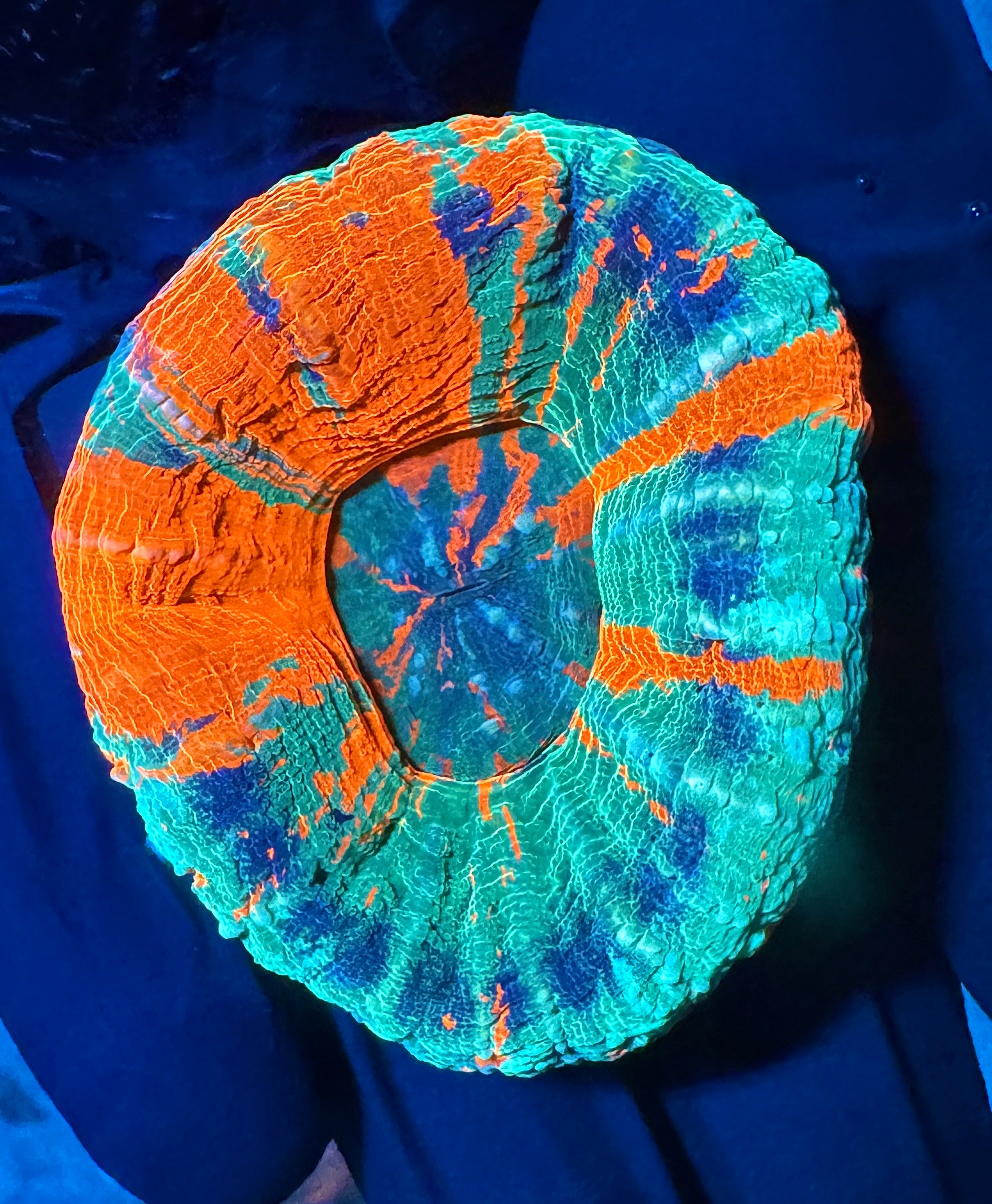 WYSIWYG Multi Colored Scolymia