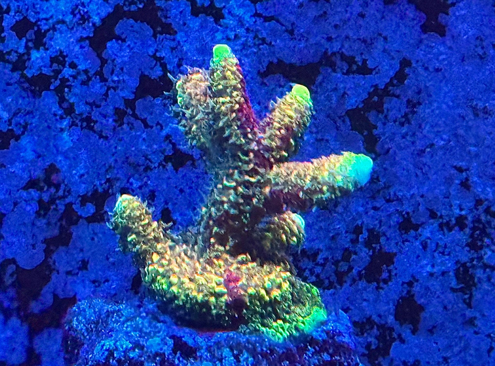 WYSIWYG RRC Rainbow Splice