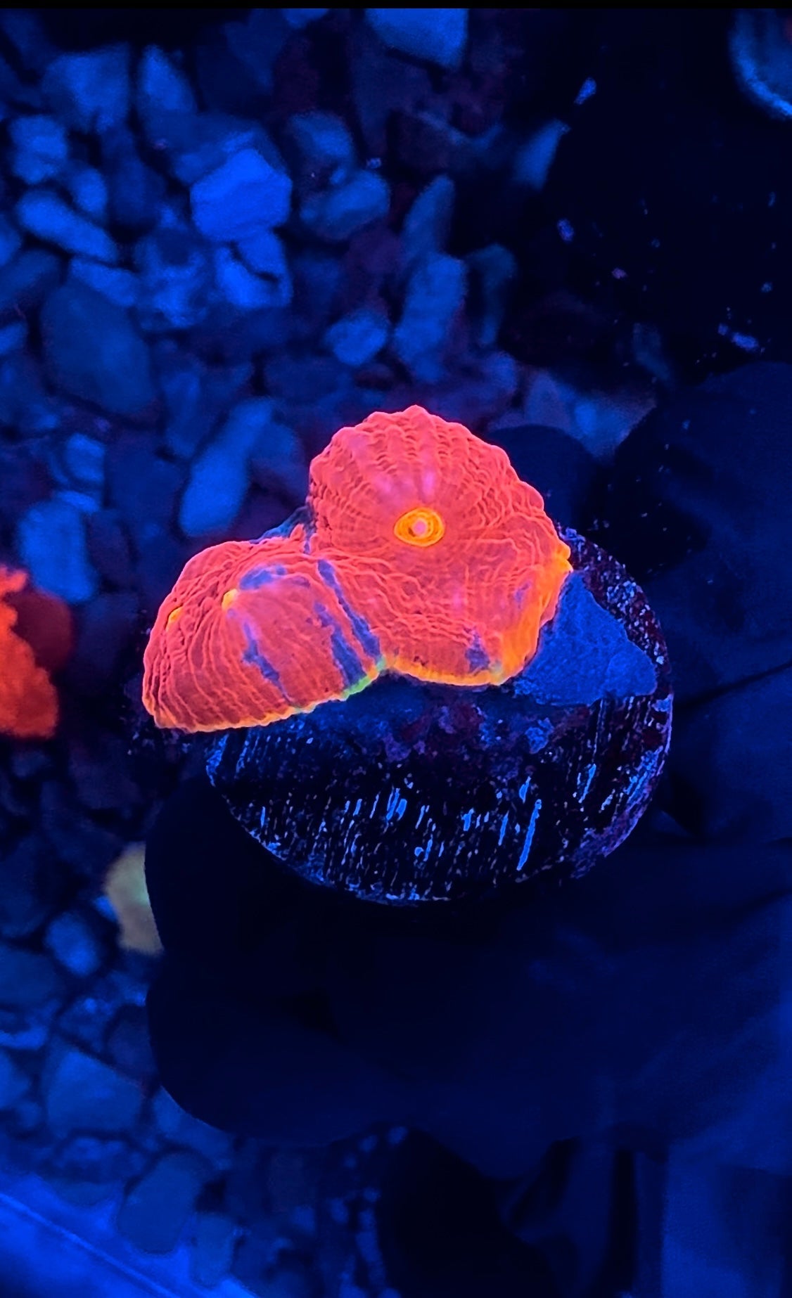 WYSIWYG SC Dynamite Rainbow Chalice