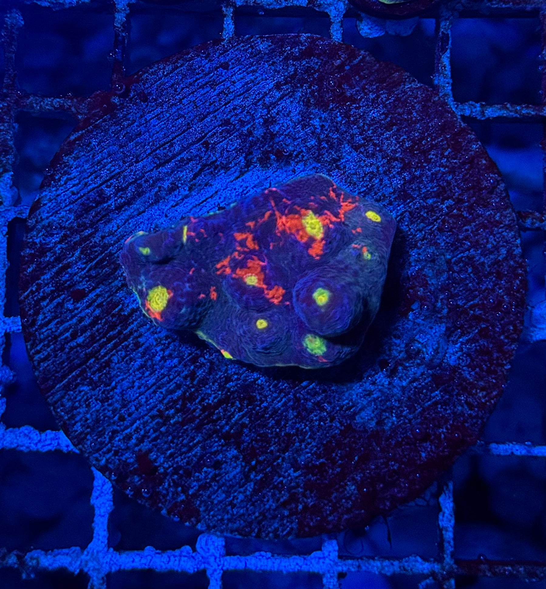 WYSIWYG SC Dynamite Rainbow Chalice