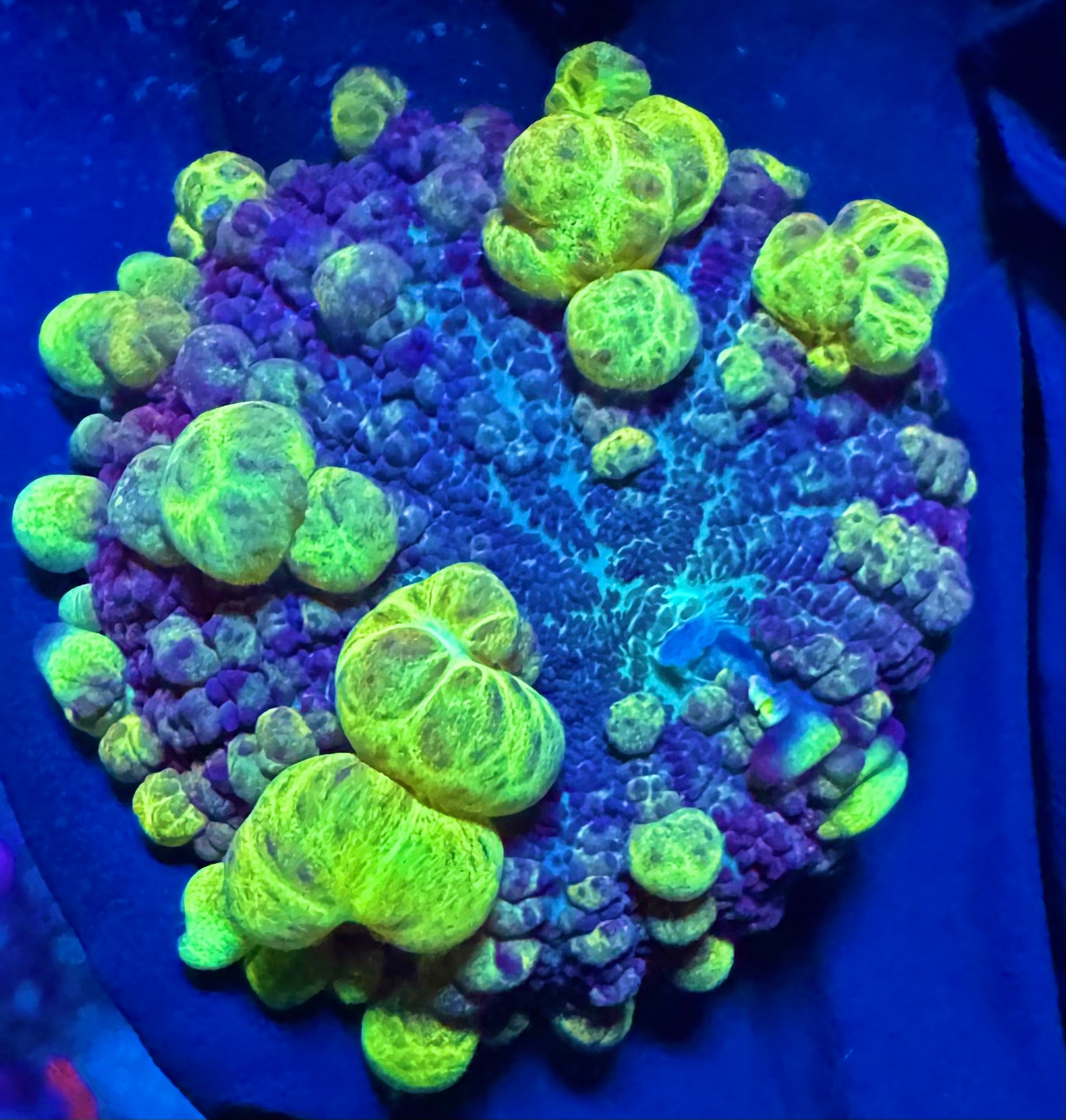 WYSIWYG Toxic Bounce Mushroom