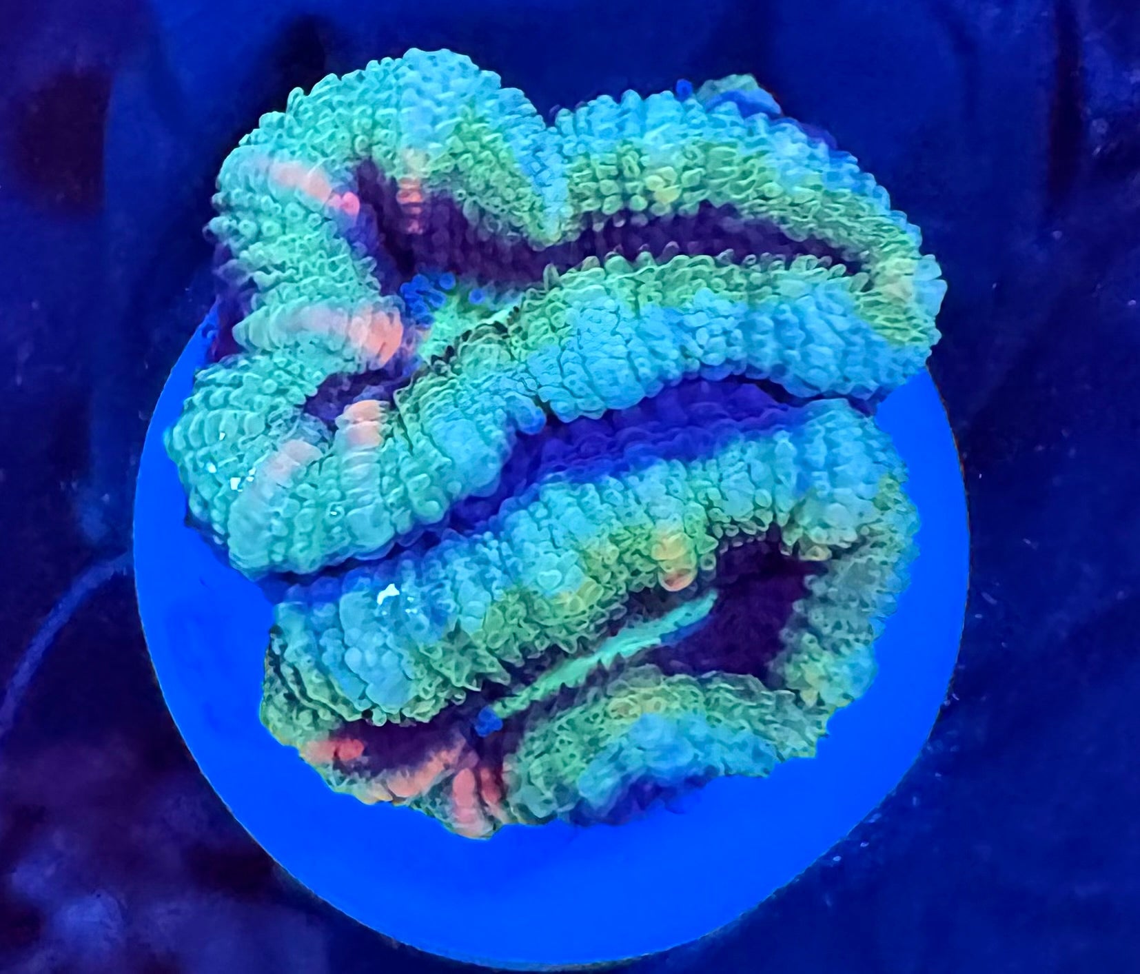 WYSIWYG Turquoise Acan