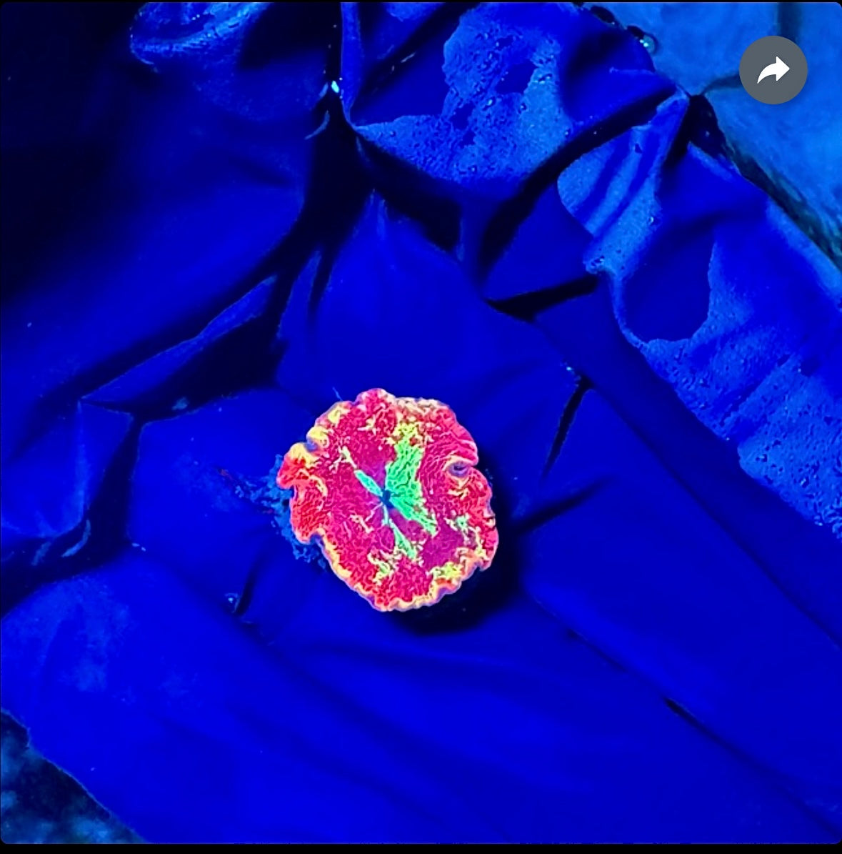 WYSIWYG Ultra Jawbreaker Mushroom