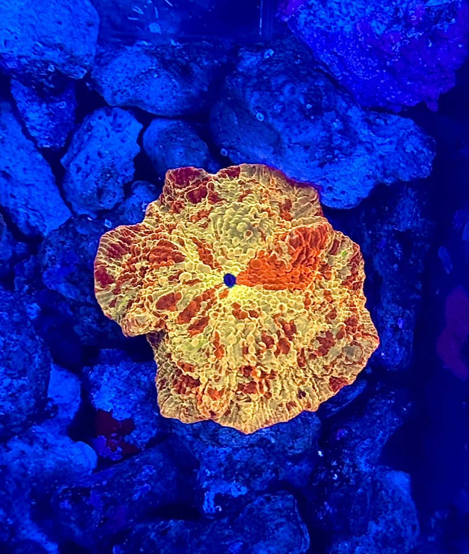 WYSIWYG Ultra Poletti Jawbreaker Mushroom