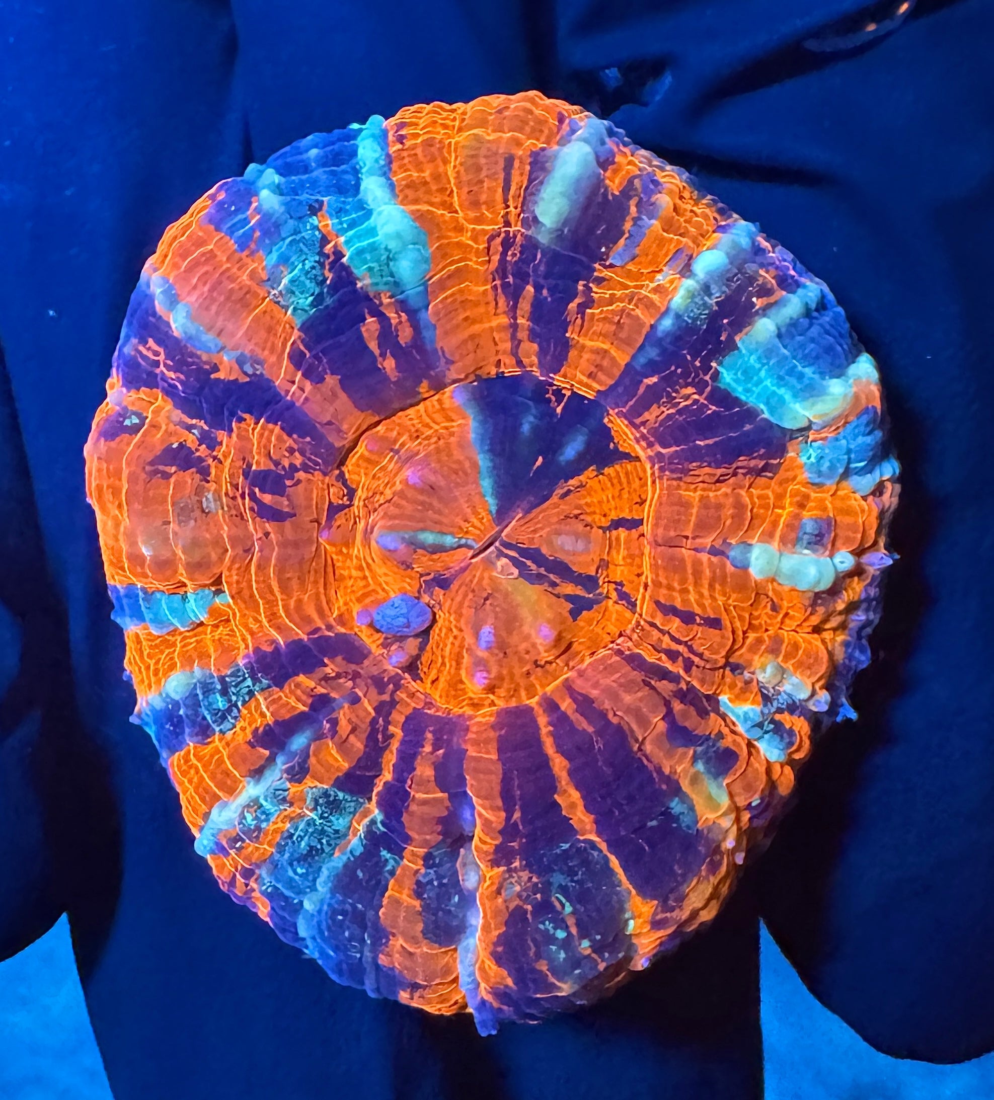 WYSIWYG Ultra War Paint Scolymia
