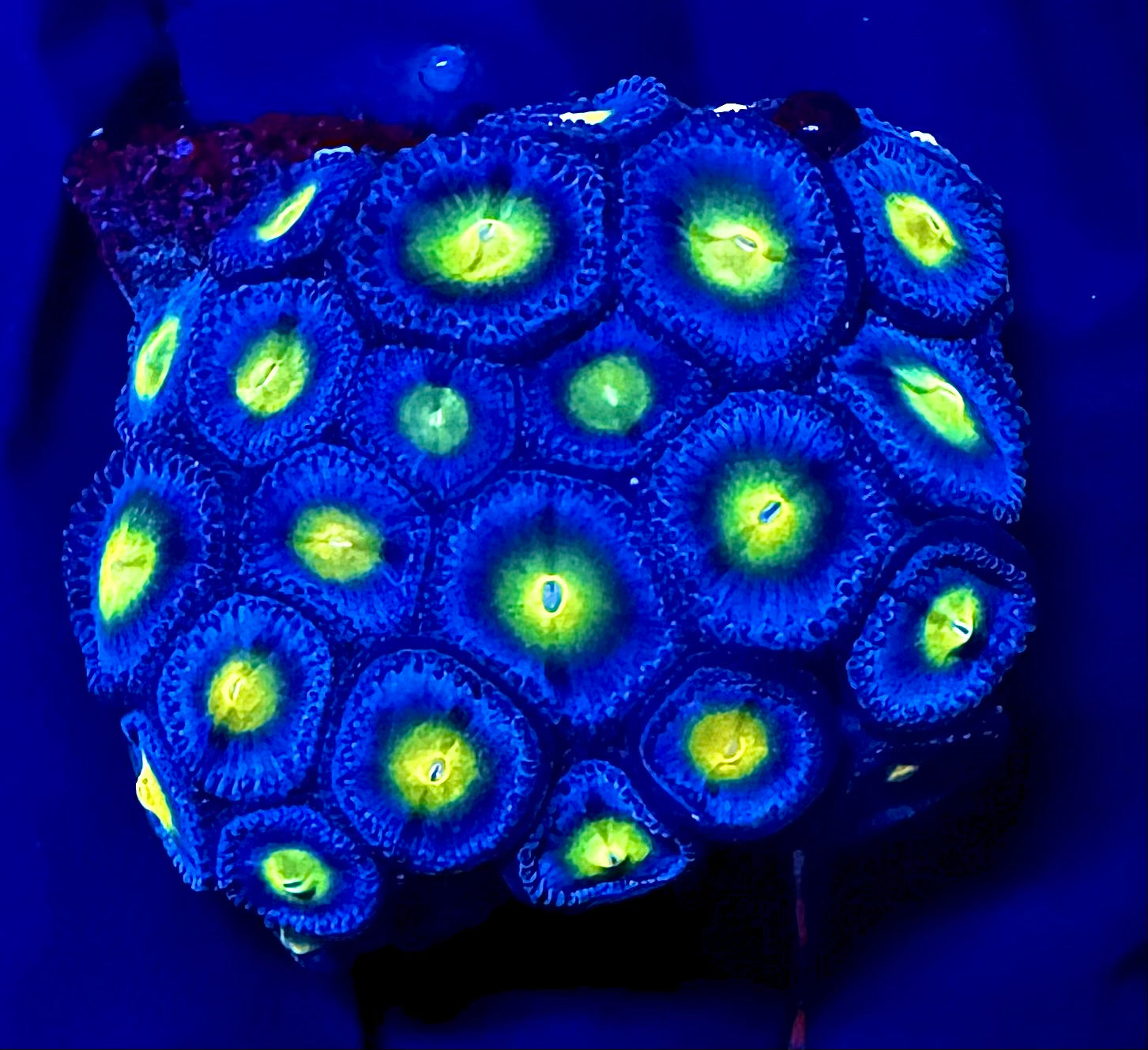 WYSIWYG WWC AOI Zoanthids
