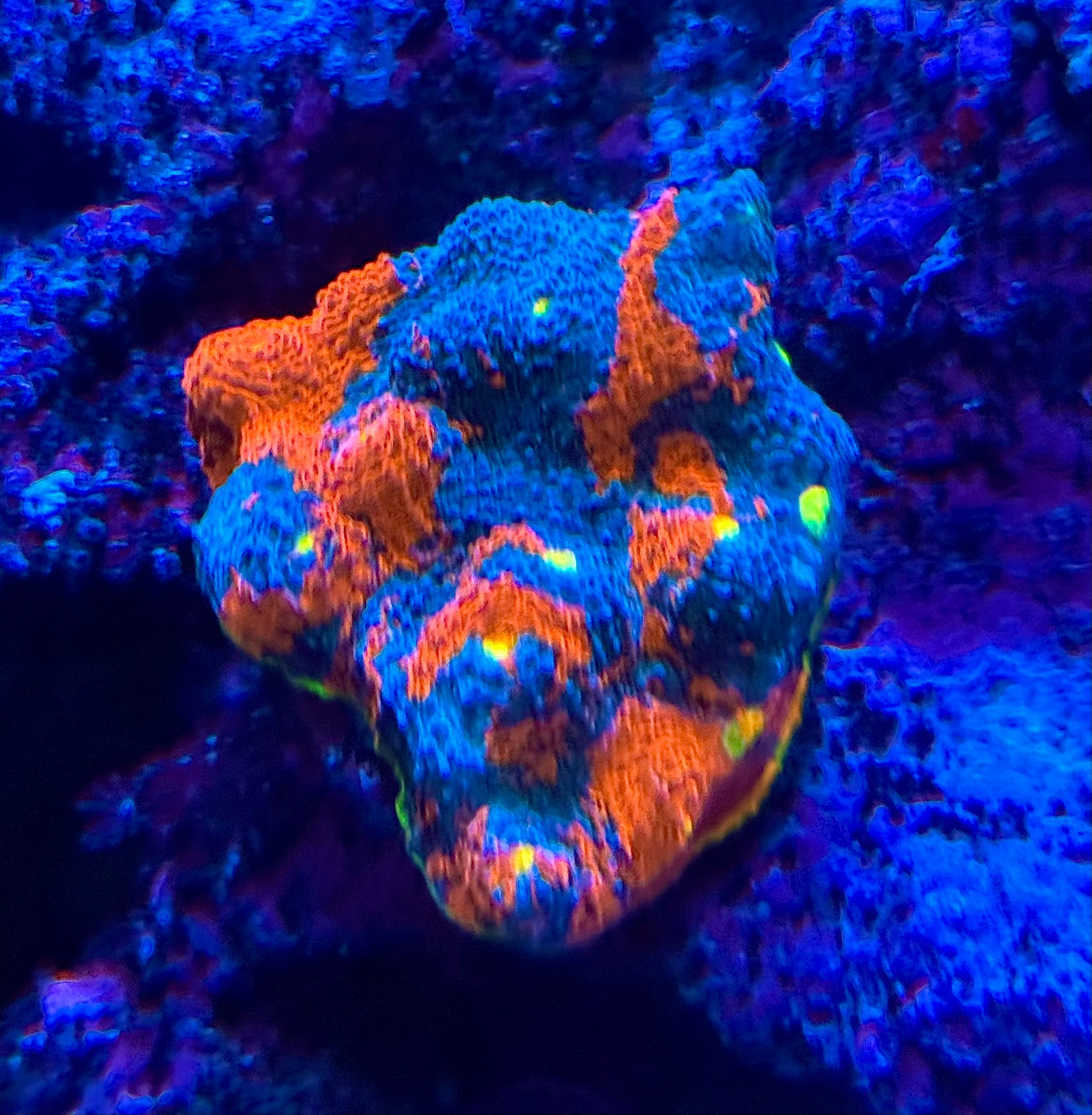WYSIWYG WWC Jellybean Rainbow Chalice