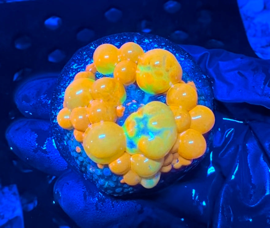 WYSIWYG WWC OG Bounce Mushroom